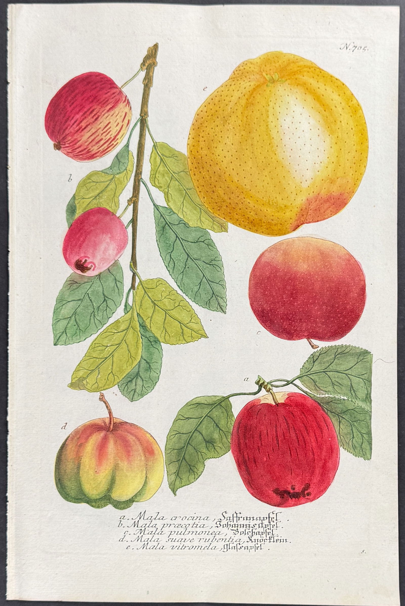 Weinmann - 4 Apple Engravings - 3