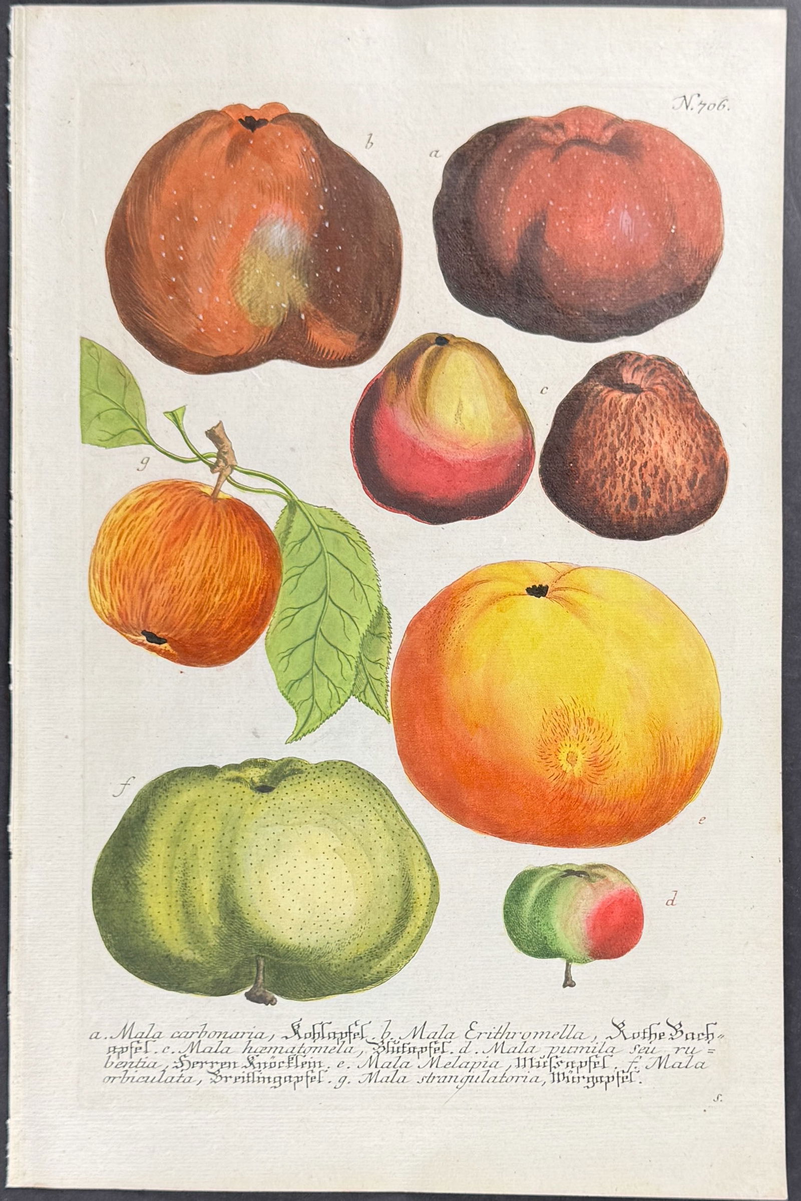 Weinmann - 4 Apple Engravings - 4
