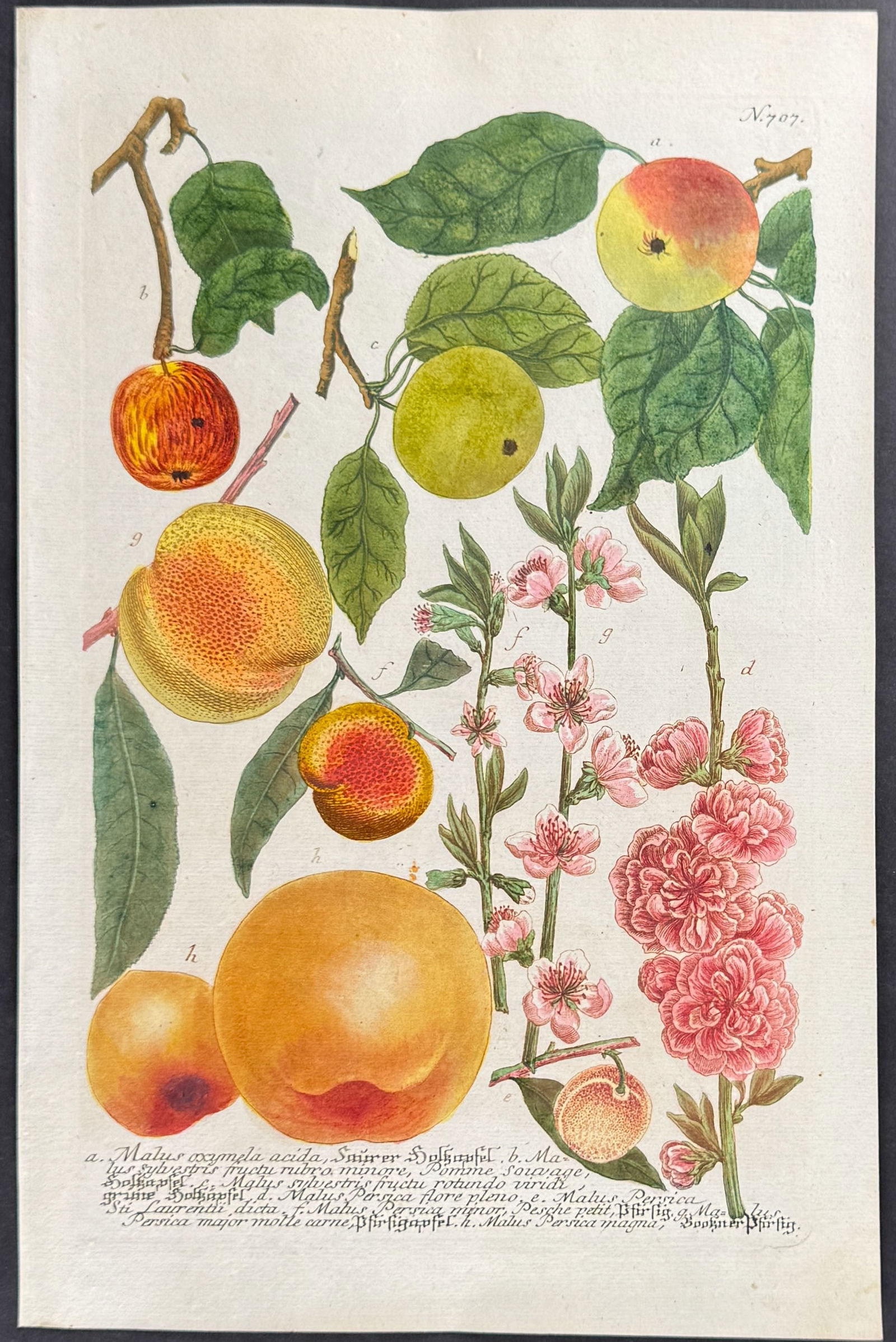 Weinmann - 4 Apple Engravings - 5