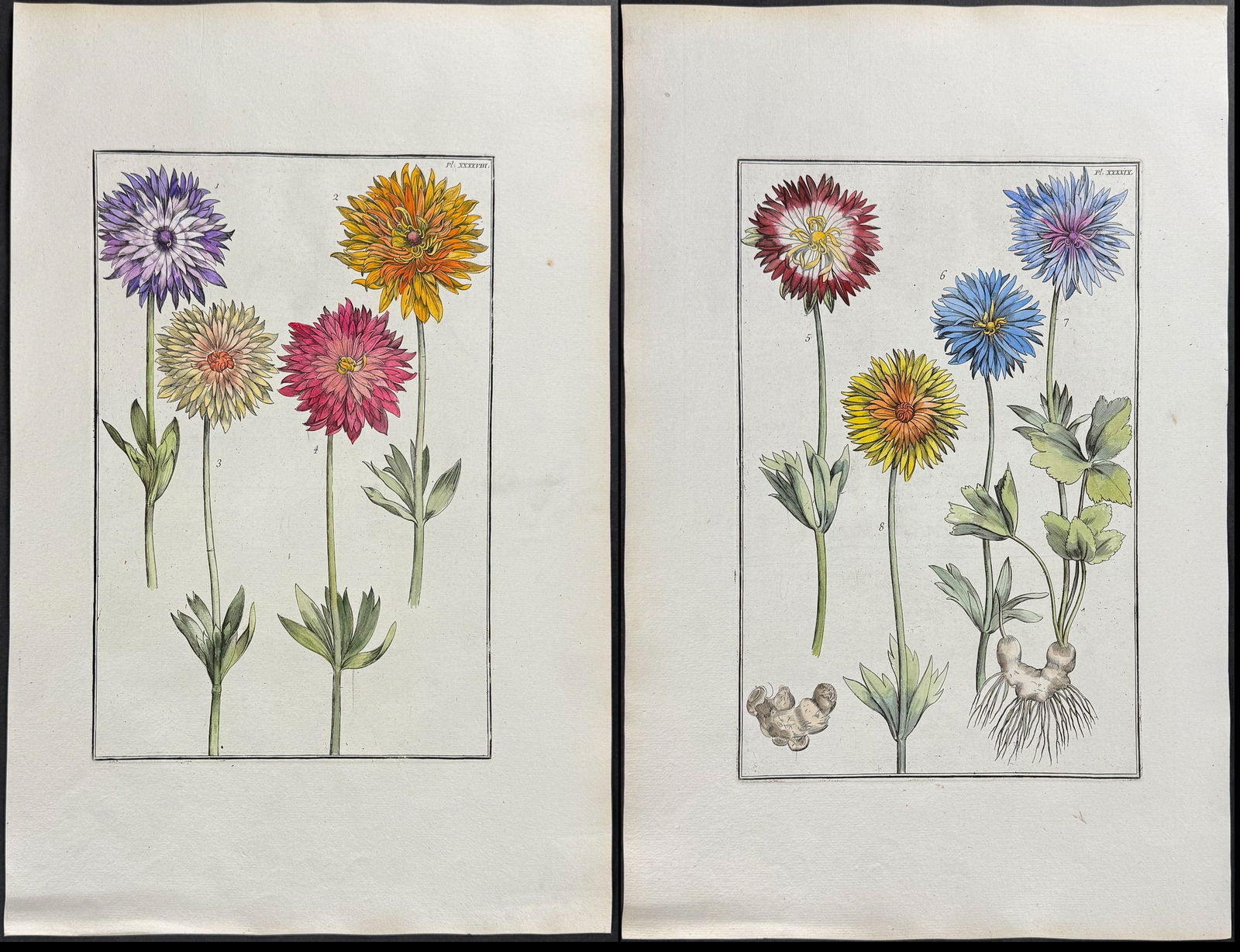 Rabel - 4 Anemone & Insect Engravings (1 of 5)