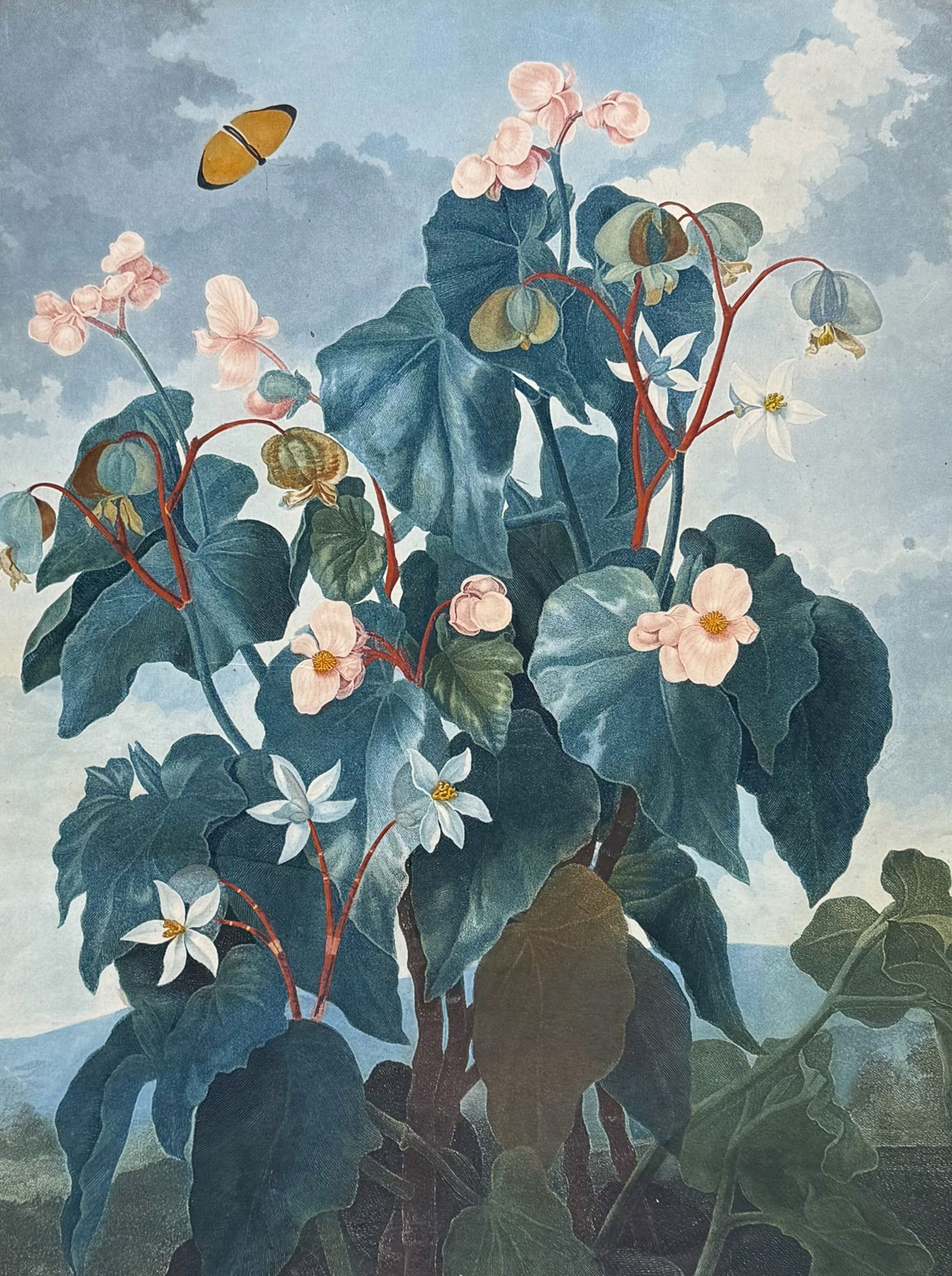 Thornton, Folio - The Oblique-leaved Begonia: This dramatic large folio botanical engraving is from Dr. Robert John Thornton?s work New Illustration of the Sexual System of Carolus Von Linnaeus...and the Temple of Flora, or Garden of Nature. This