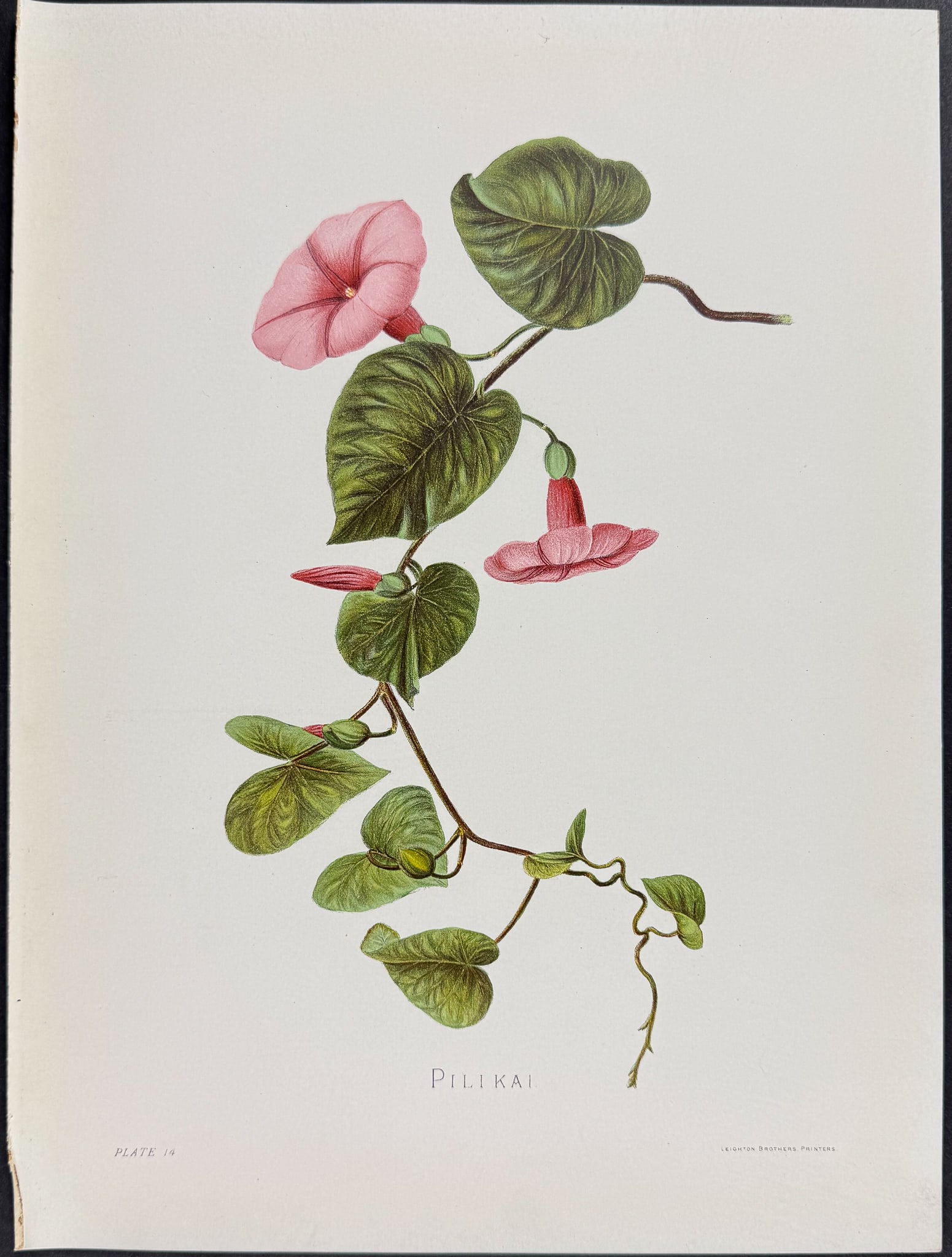 Sinclair, Hawaii - Pilikai (Ipomaea Turpethum). 14: This beautiful chromolithograph is from Isabella Sinclair's Indigenous Flowers of the Hawaiian Islands: Forty-Four Plates Painted in Water-Colours and Described by Mrs. Francis Sinclair. The work was