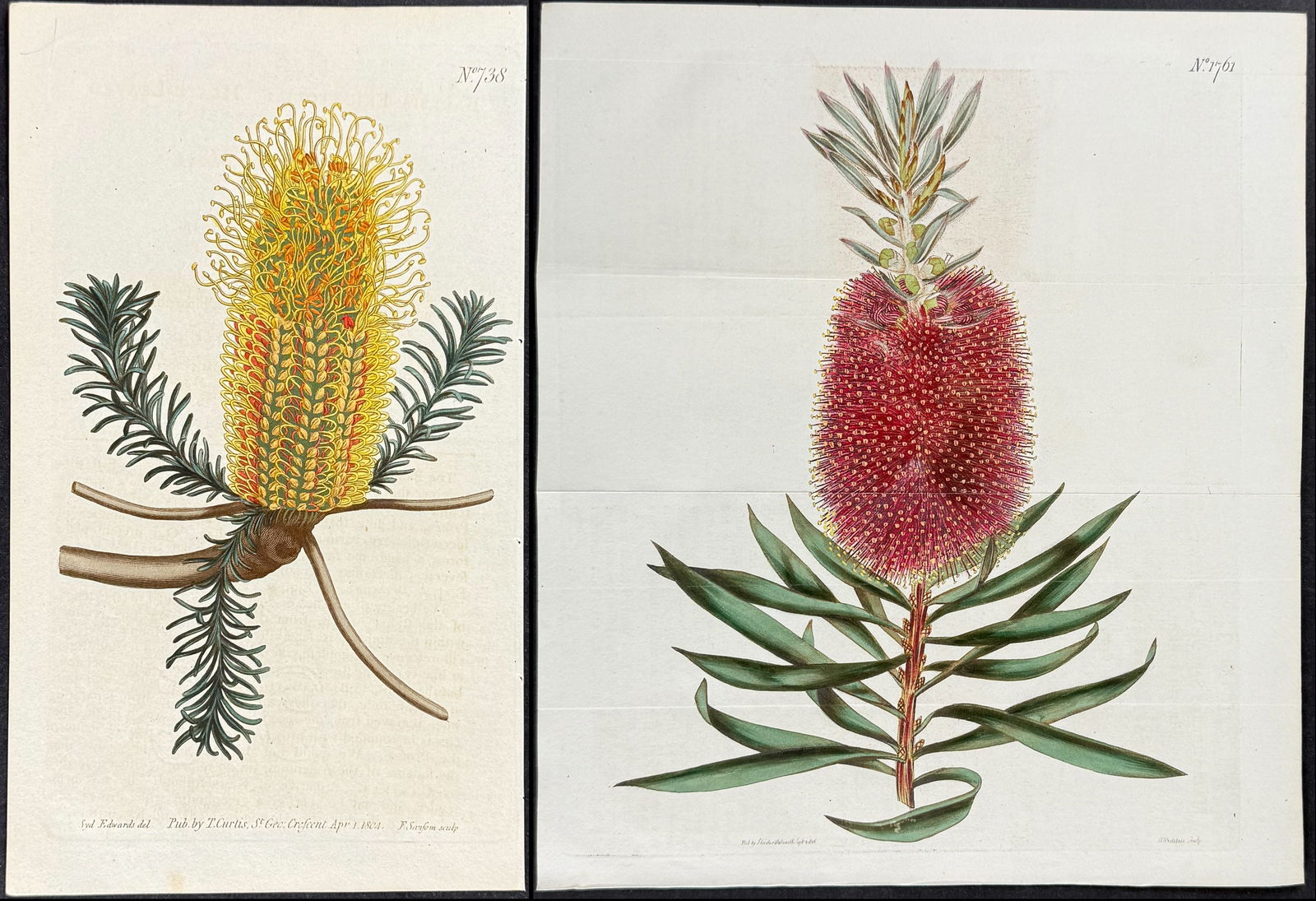Curtis - Pair of Native Australian Plant Engravings (Banksia): Included in this lot: Heath-leaved Banksia (Native to Australia). 738 Shewy Metrosideros. 1761 Description of the work: This lovely botanical print is from William Curtis?s The Botanical