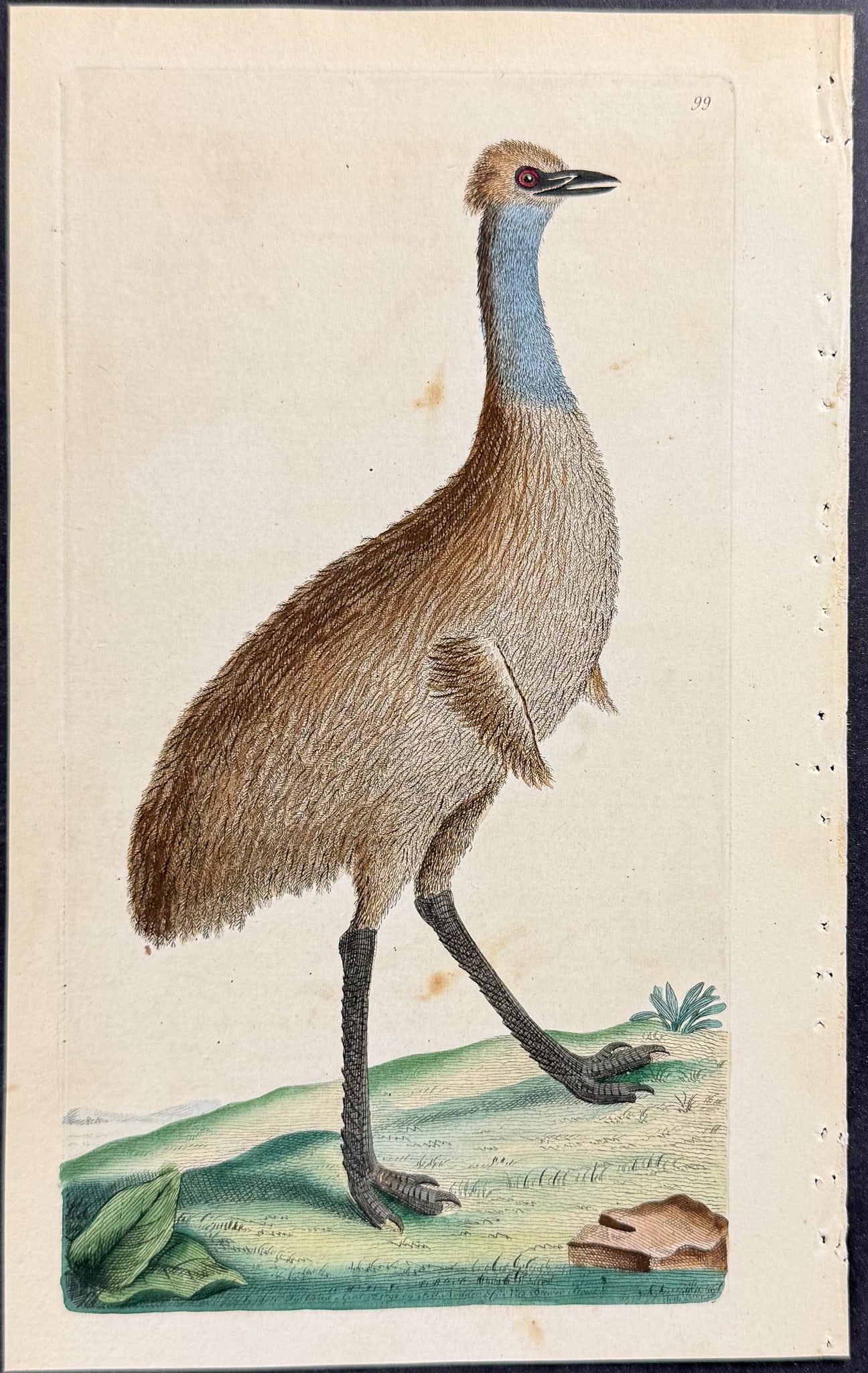 Shaw & Nodder - Southern Cassowary or New-Holland. 99 (1 of 1)