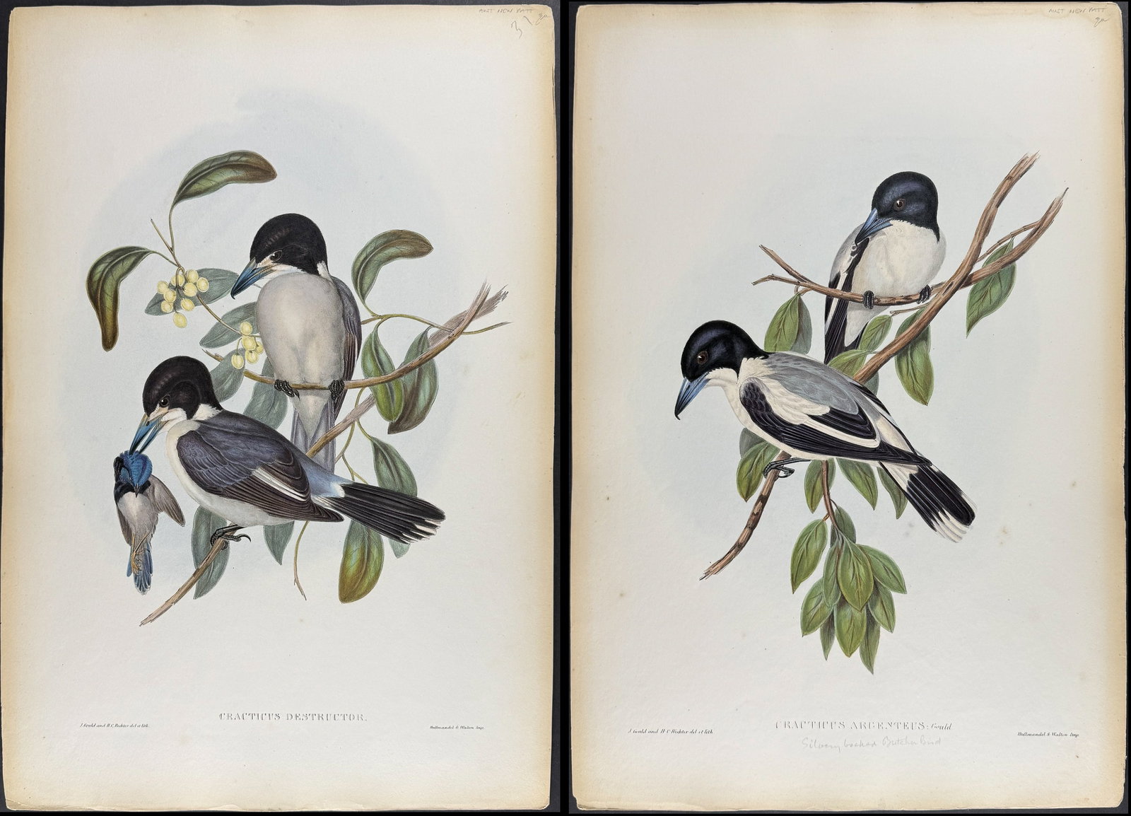 Gould, Australia - Pair of Butcher Bird Lithographs (1 of 3)