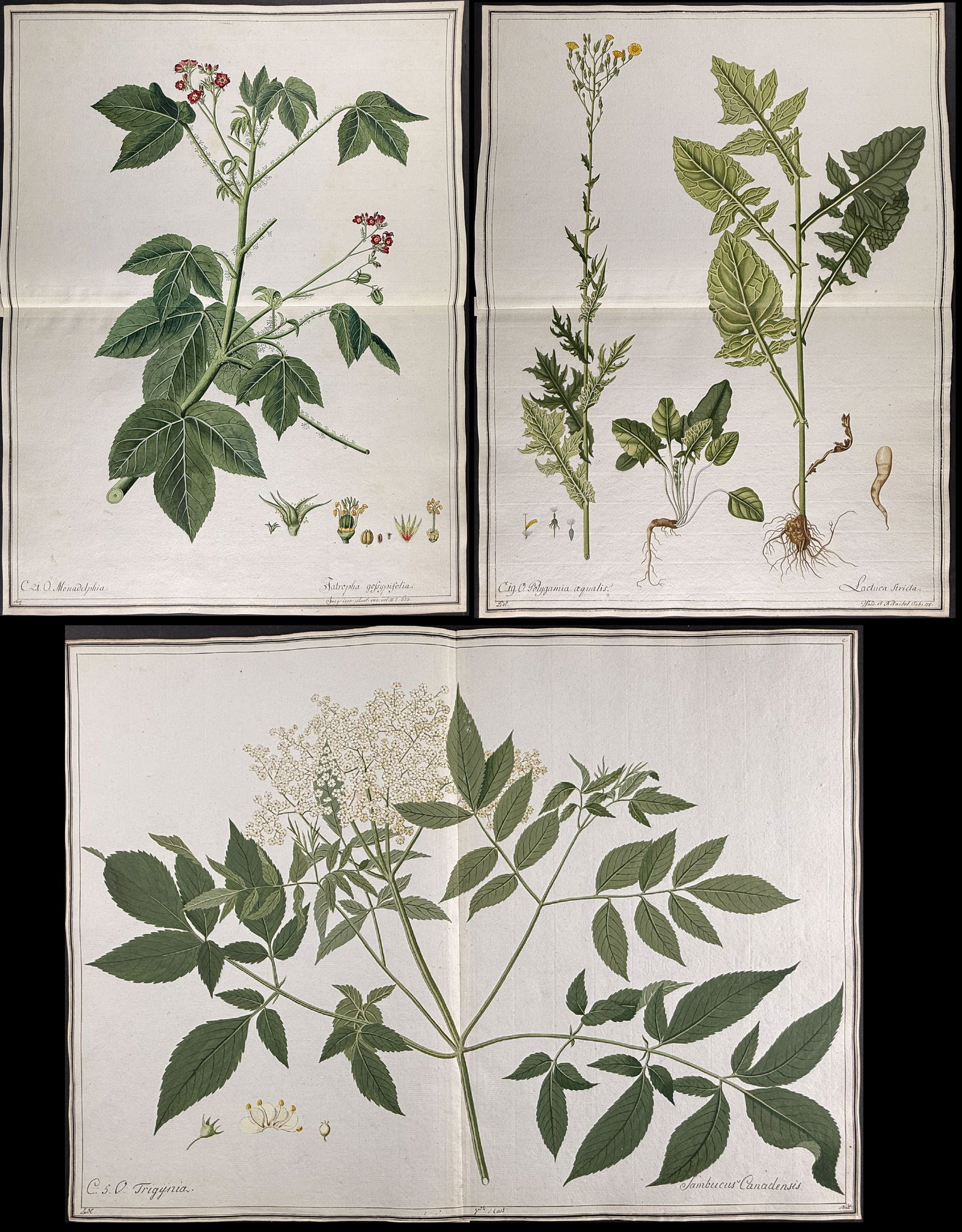4 Original Botanical Watercolors after Ledel, Herz for Banks, Jacquin, Kitaibel: This superb original botanical watercolor is from a manuscript entitled Hortus Botanicus which illustrated plants according to the Linnaean system and Willdenow's revisions. The manuscript was