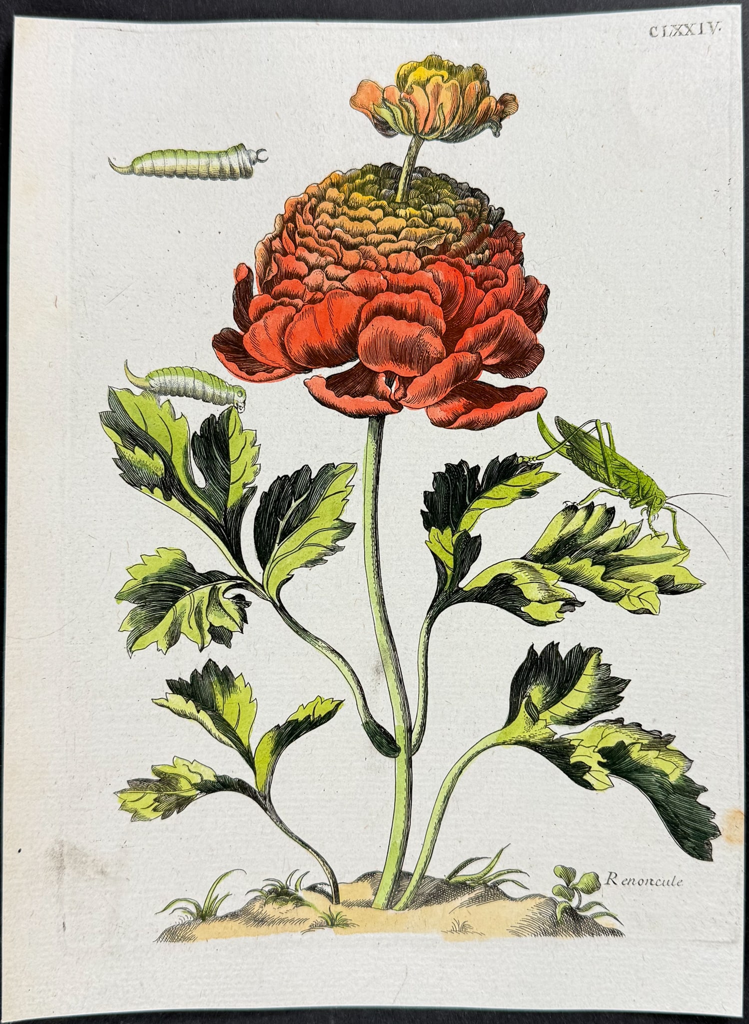 Merian - Buttercup or Ranunculus with Grasshopper, Grubs. 174: This charming entomology engraving is from Maria Sibylla Merian's Histoire g?n?rale des Insectes de Surinam et de toute l'Europe. Contenant leurs descriptions, leurs figures, leurs differentes