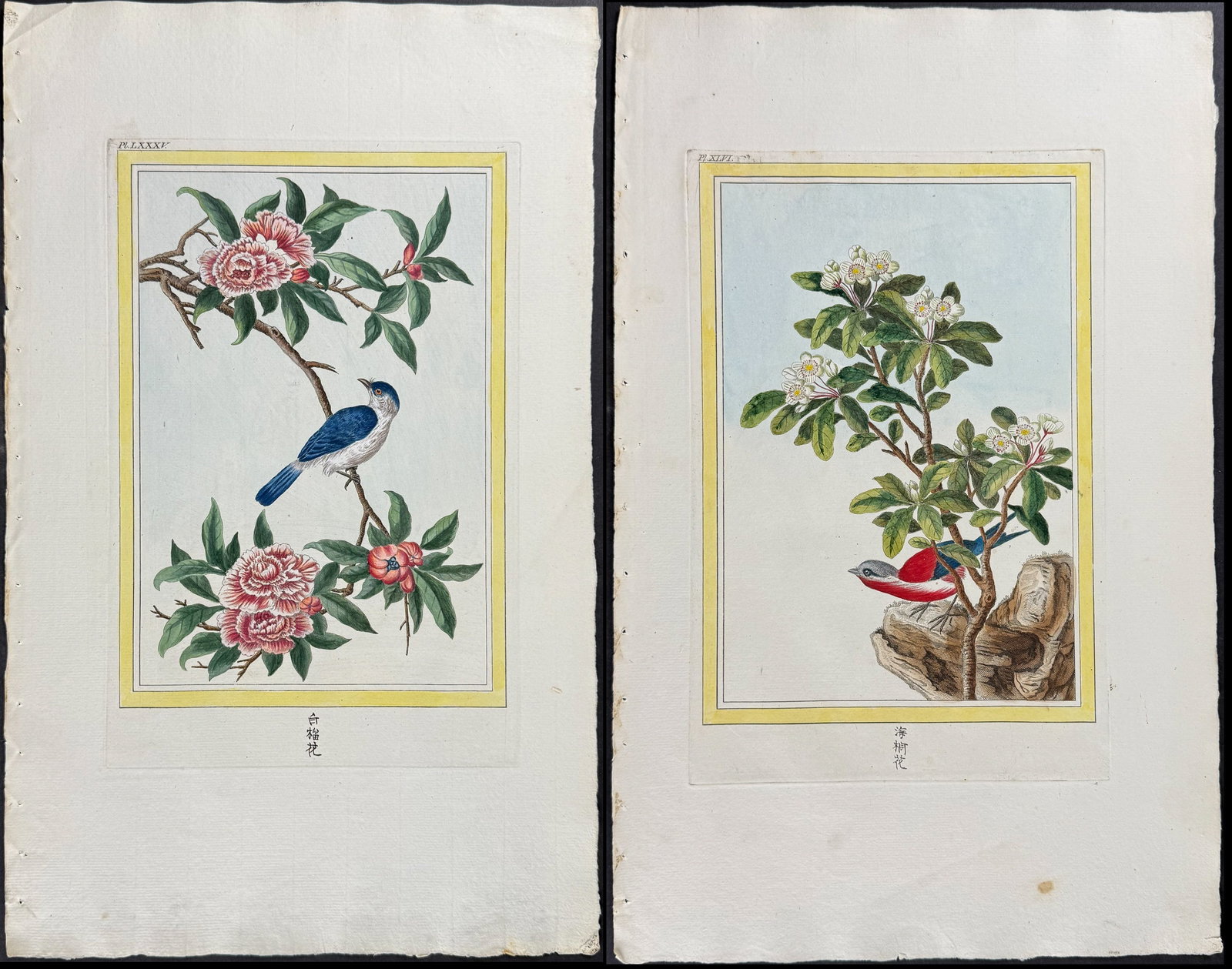 Buchoz - Pair of Engravings of Pomegranate & Pear Blossoms with Birds: This beautiful, originally hand-colored engraving is from the composite collection of Pierre Joseph Buchoz, Collection pr?cieuse et enlumin?e des fleurs les plus belles et les plus curieuses qui se