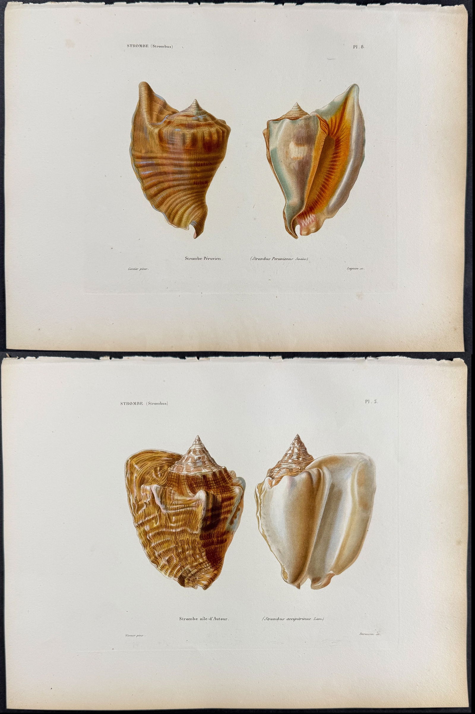 Kiener - 6 Shell Engravings