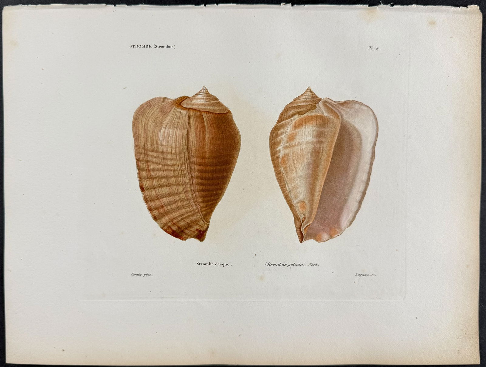 Kiener - 6 Shell Engravings - 2