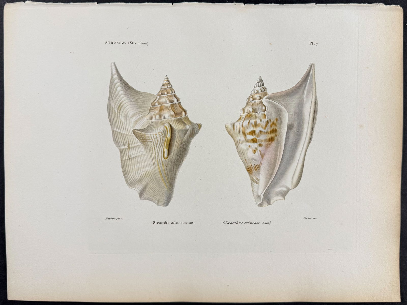 Kiener - 6 Shell Engravings - 3