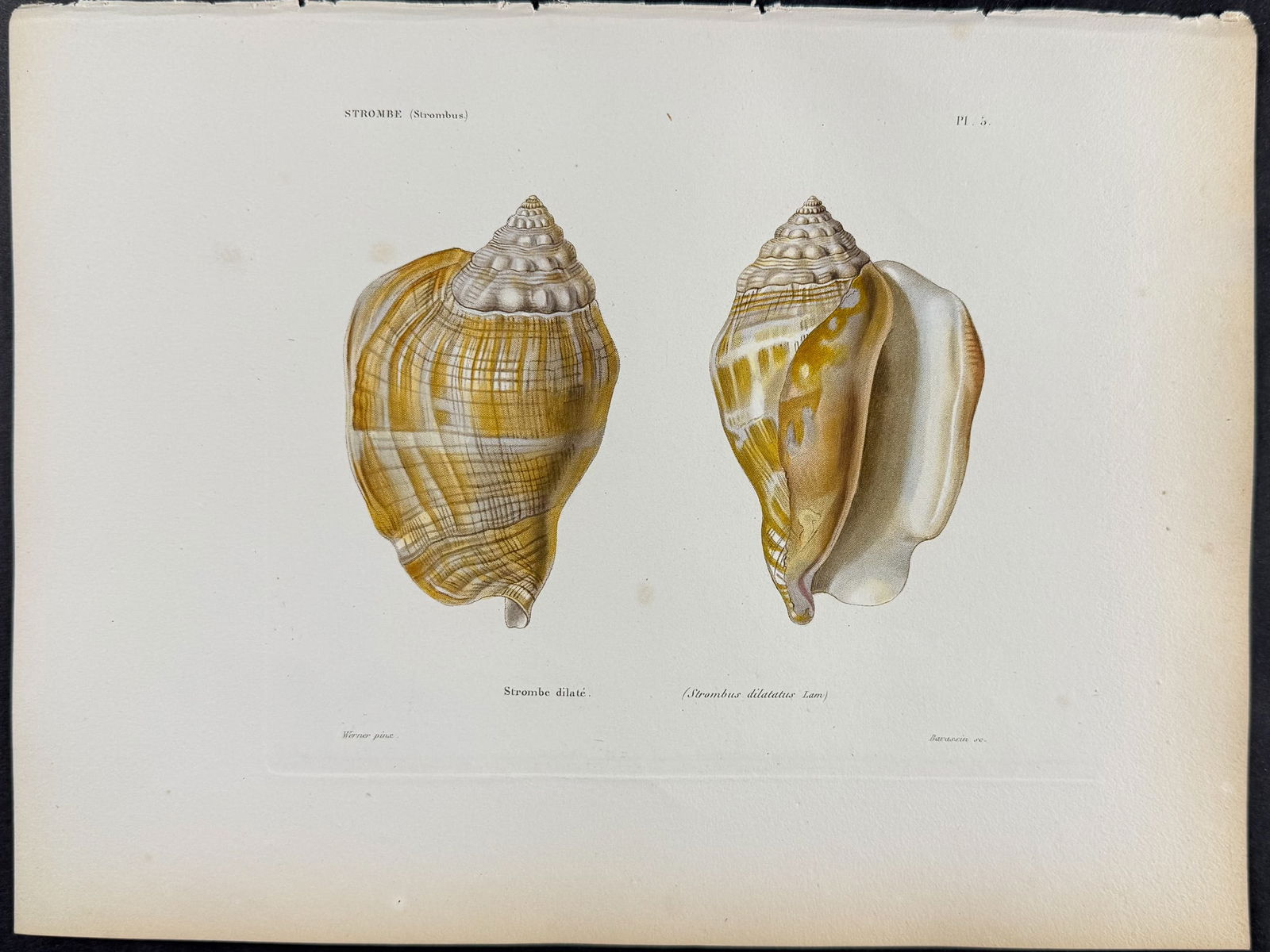 Kiener - 6 Shell Engravings - 5