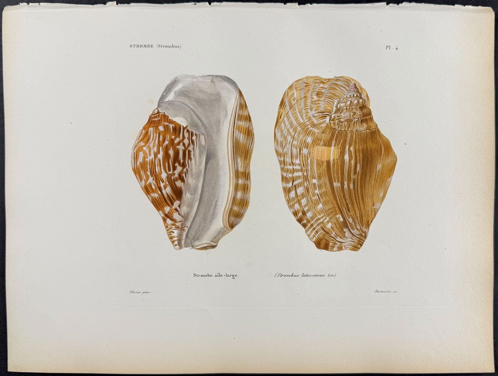 Kiener - 6 Shell Engravings - 6