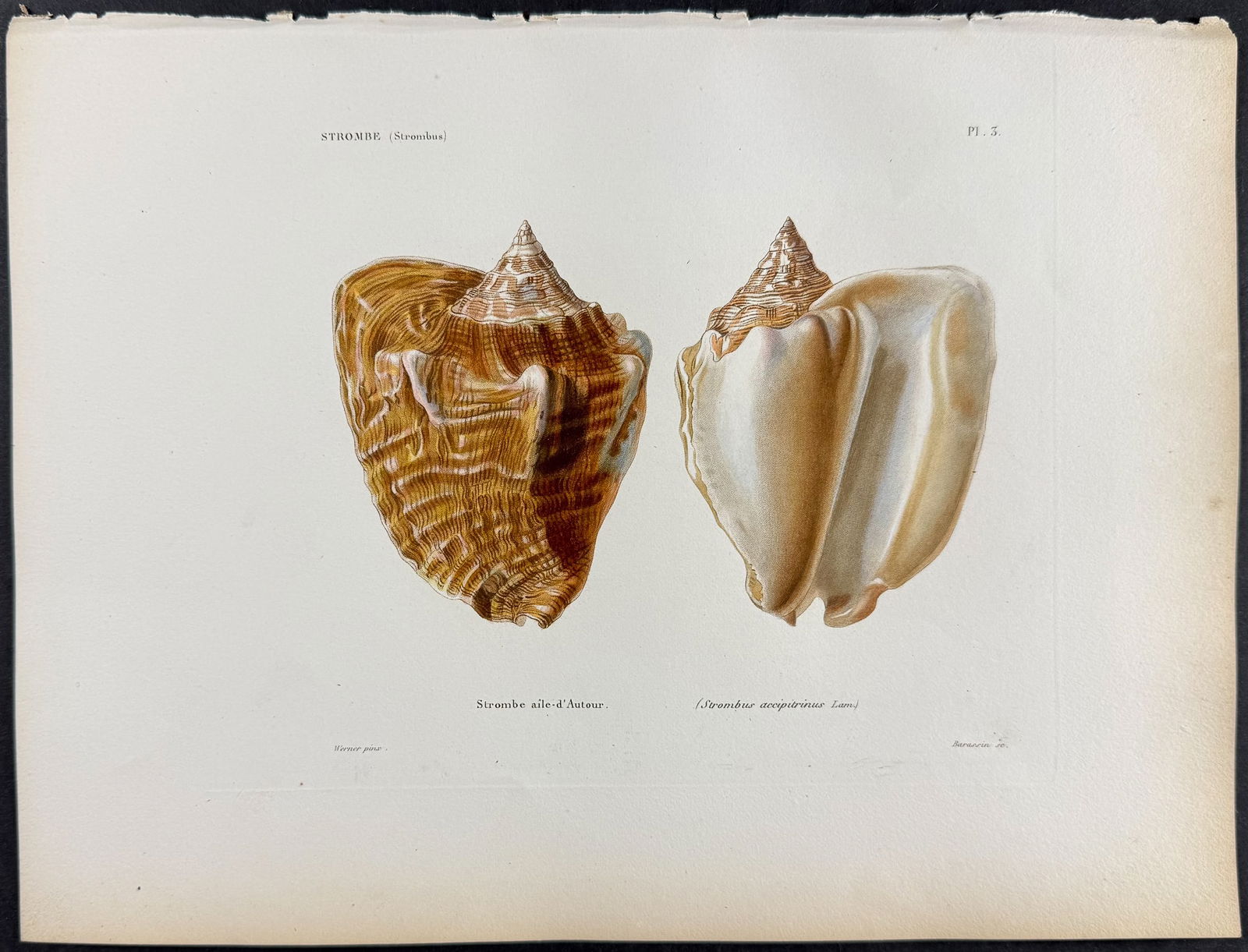 Kiener - 6 Shell Engravings - 7