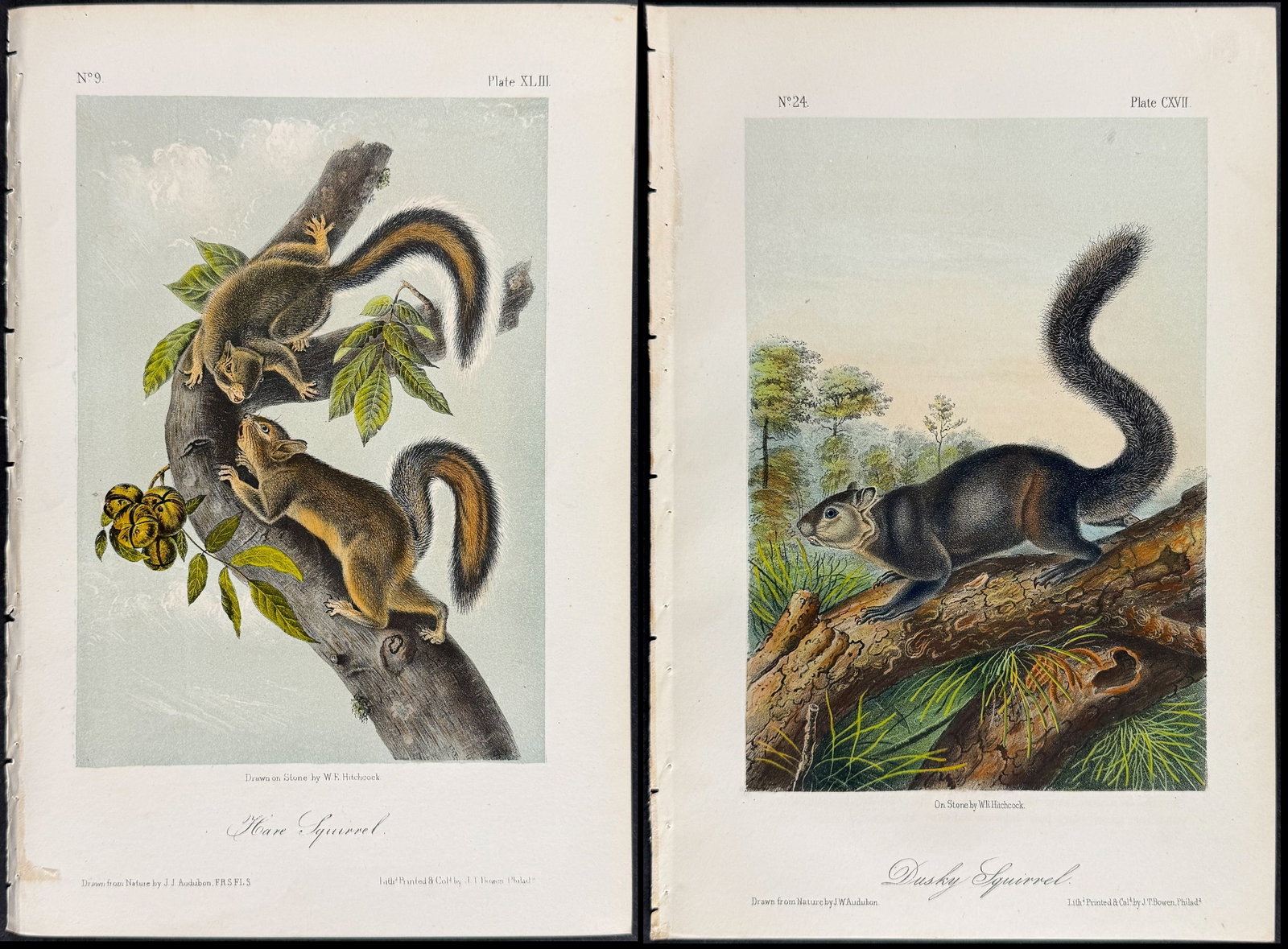 Audubon - 8 Squirrel Lithographs (1 of 9)
