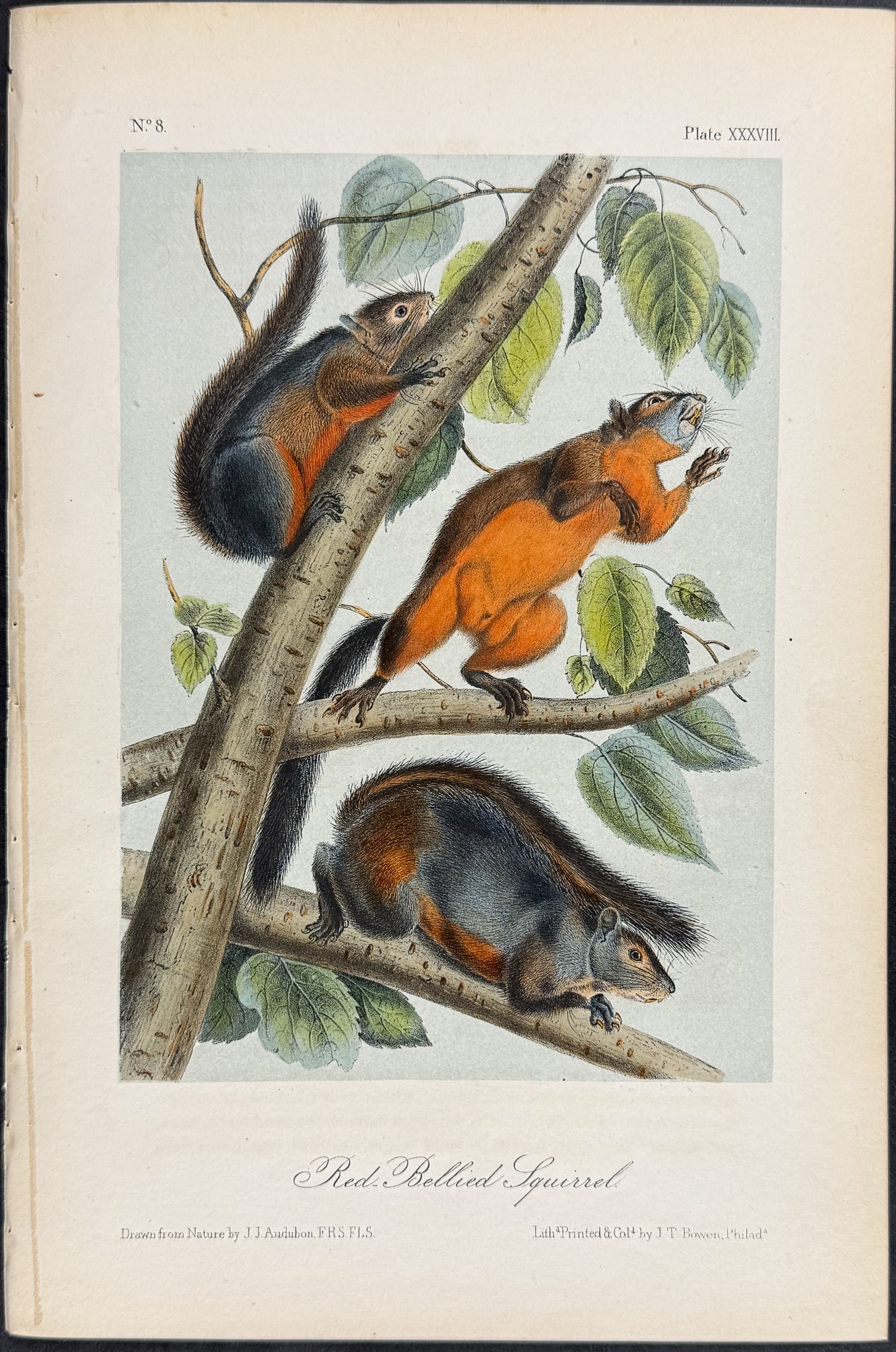 Audubon - 8 Squirrel Lithographs - 2