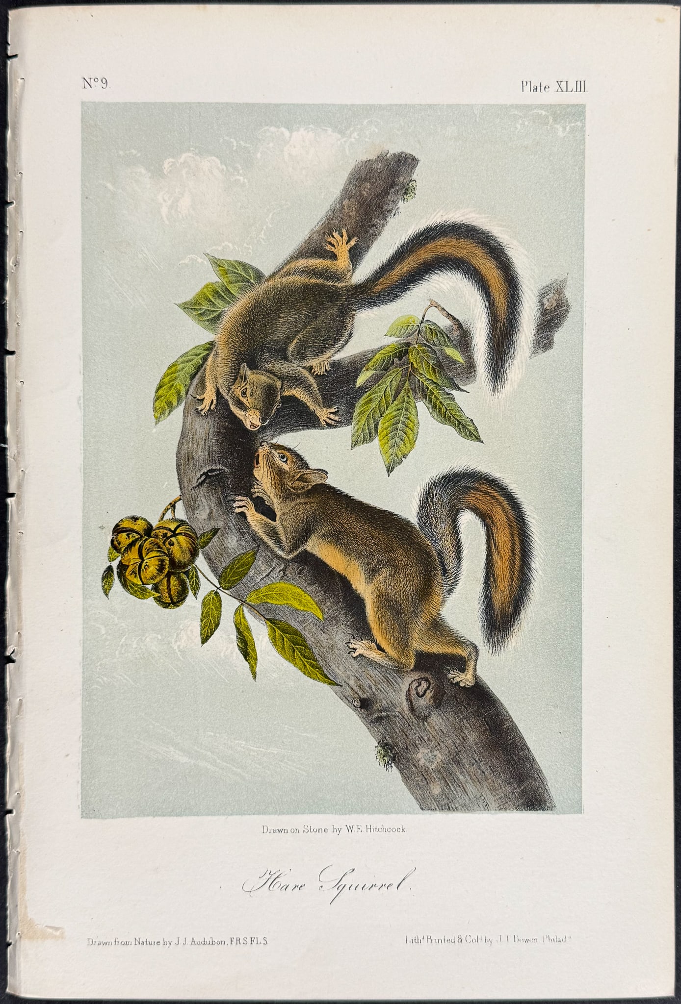 Audubon - 8 Squirrel Lithographs - 3