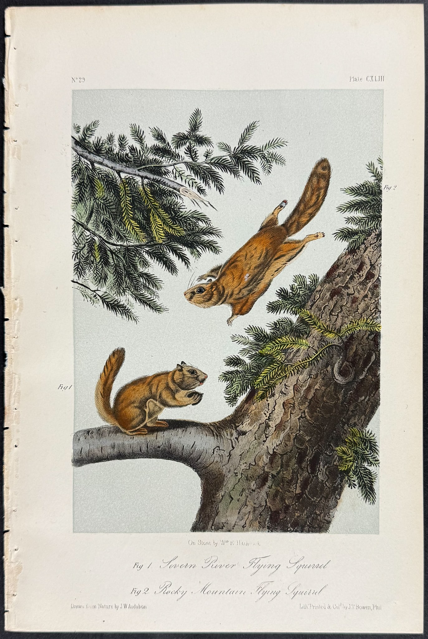 Audubon - 8 Squirrel Lithographs - 5