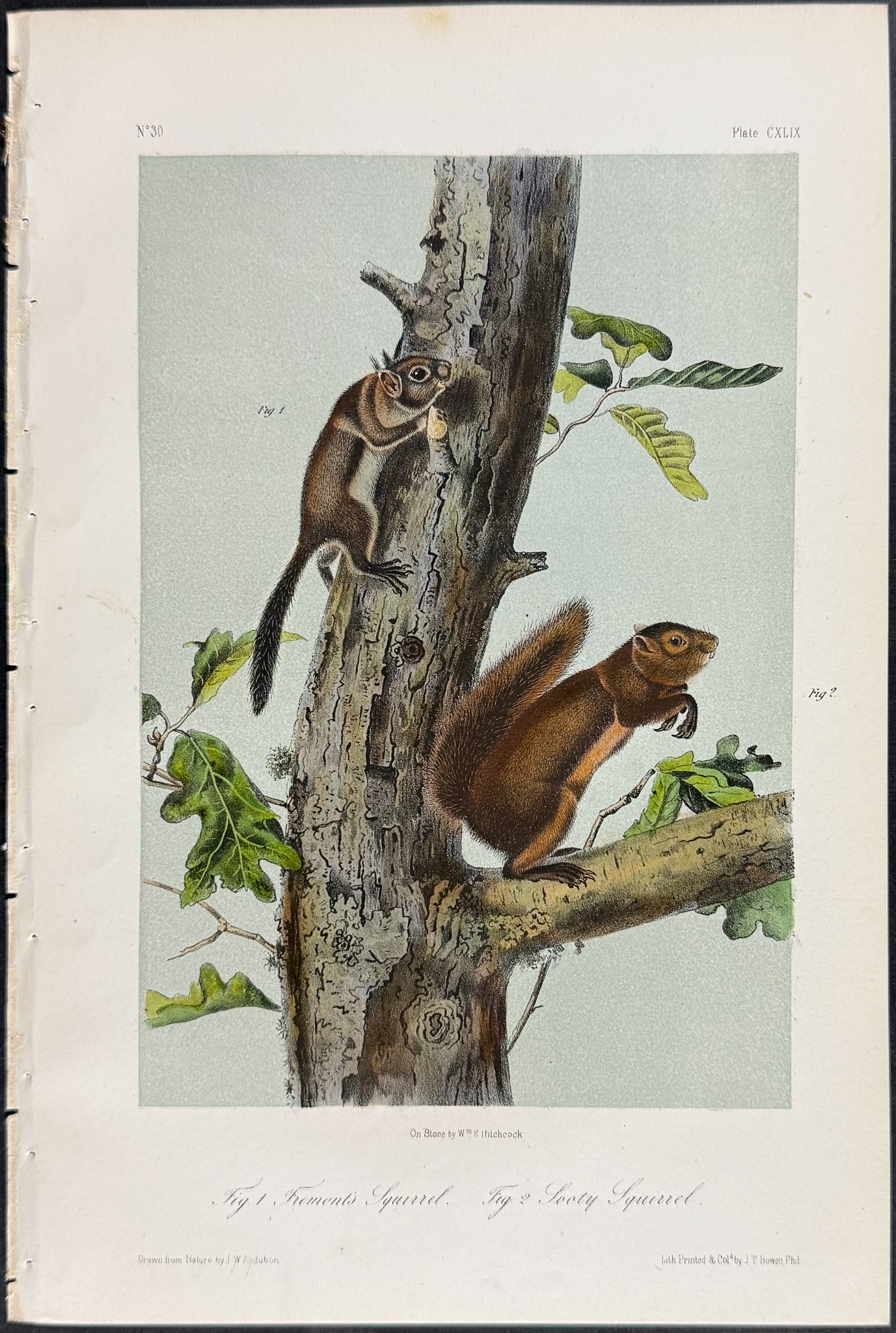 Audubon - 8 Squirrel Lithographs - 6