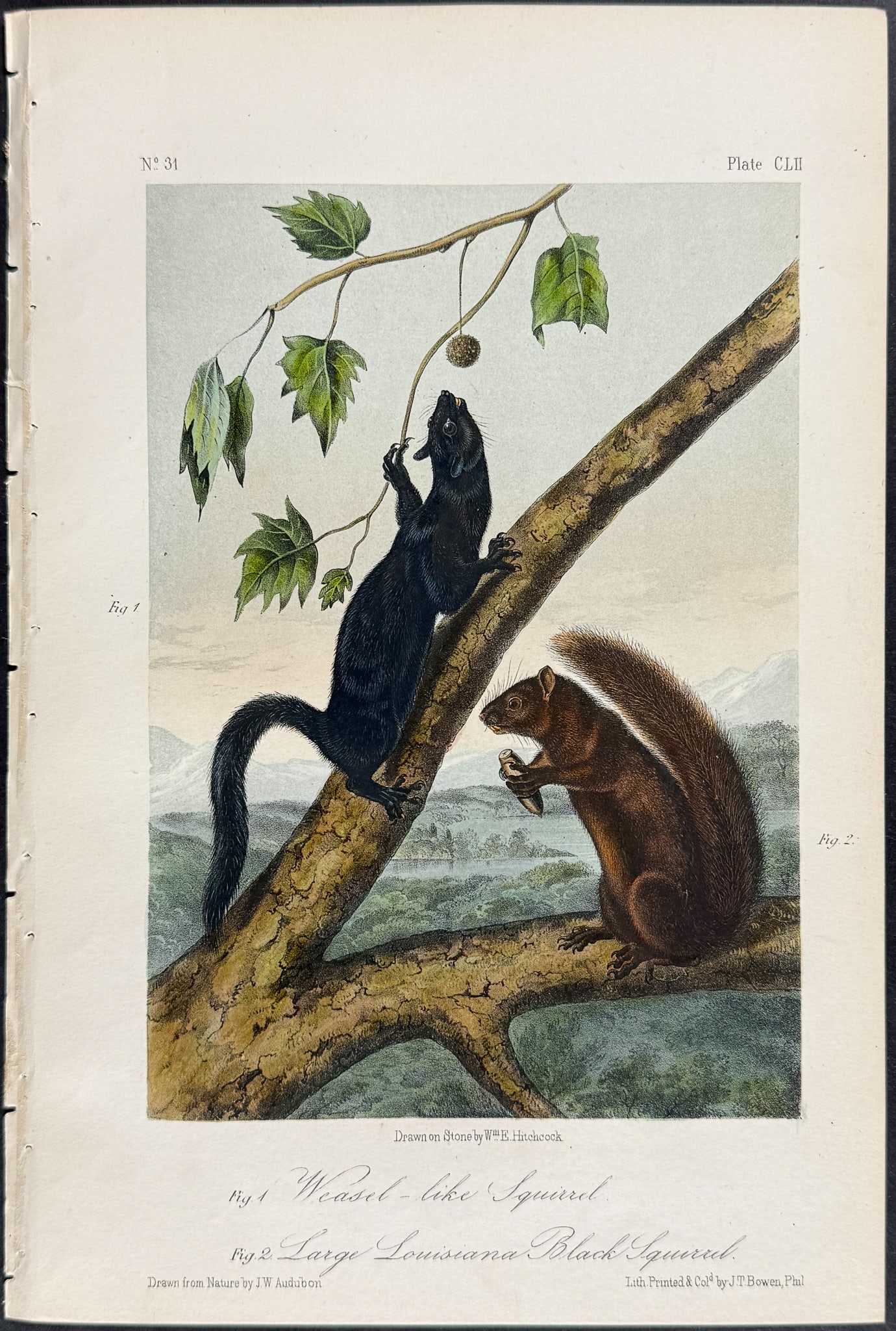 Audubon - 8 Squirrel Lithographs - 7