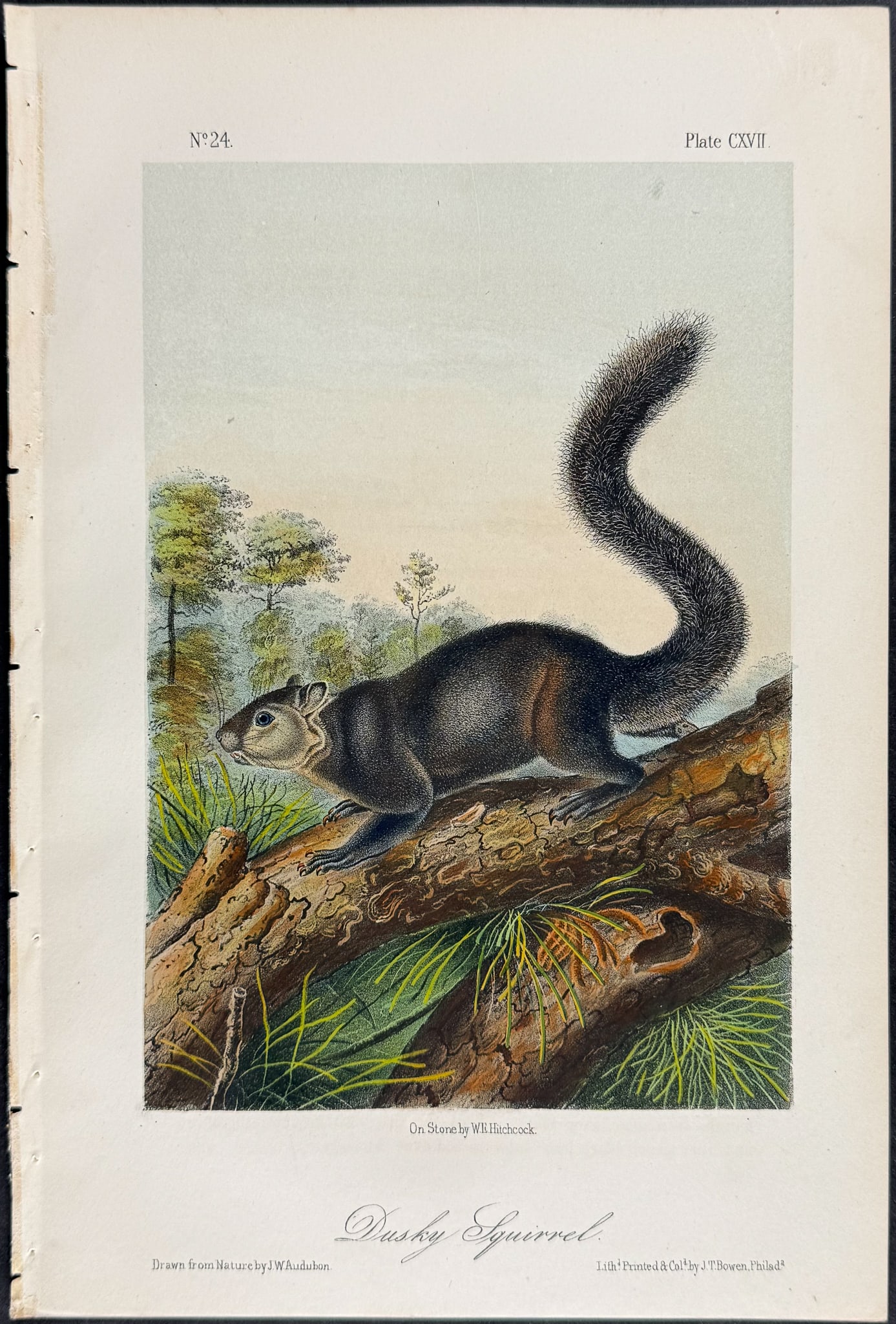 Audubon - 8 Squirrel Lithographs - 9