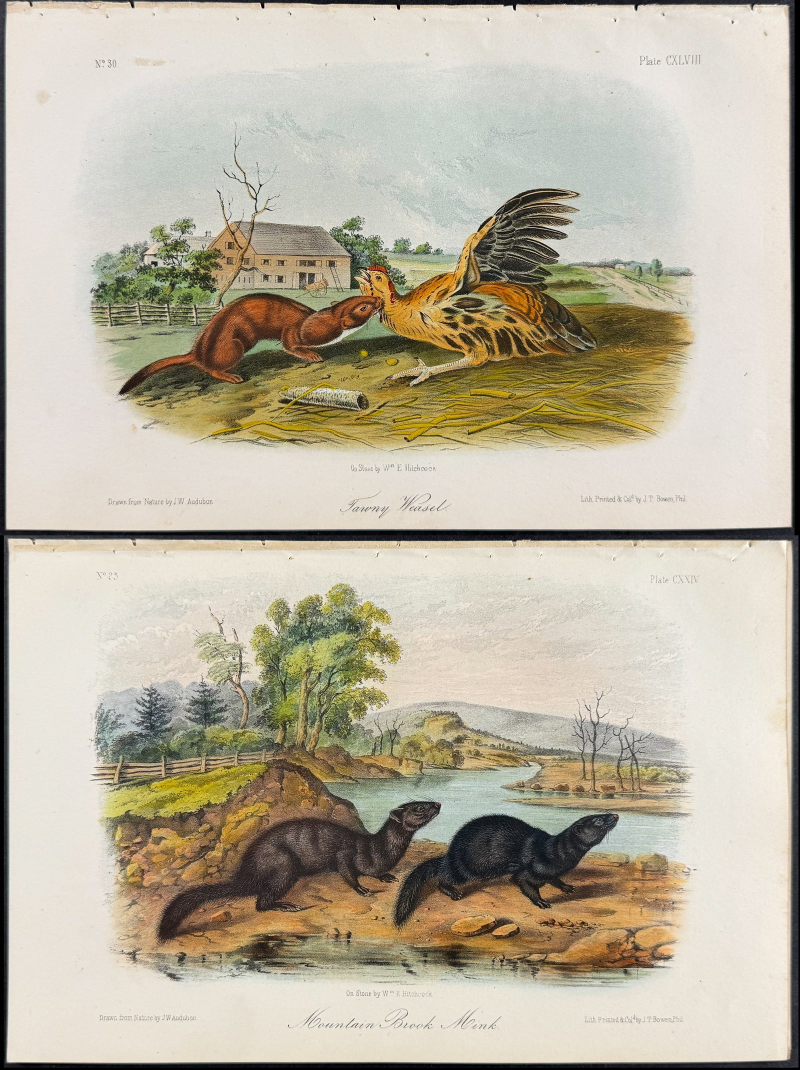 Audubon - 3 Quaduped Lithographs: Mink, Weasel (1 of 4)