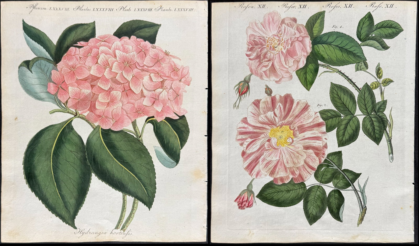 Bertuch - 3 Botanical Engravings: Cactus, Hydrangea, Roses (1 of 4)