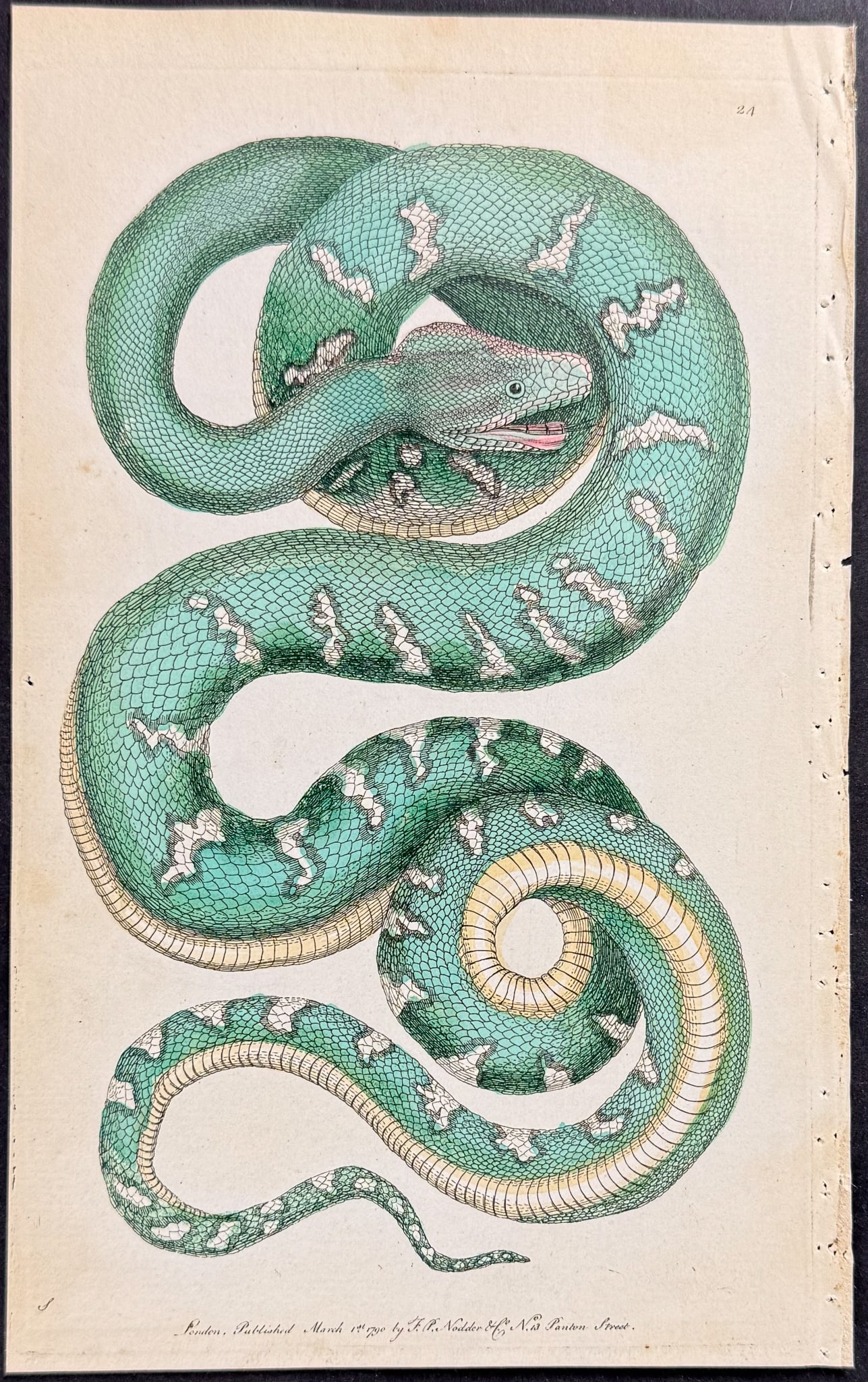 Shaw & Nodder - 3 Snake Engravings - 2
