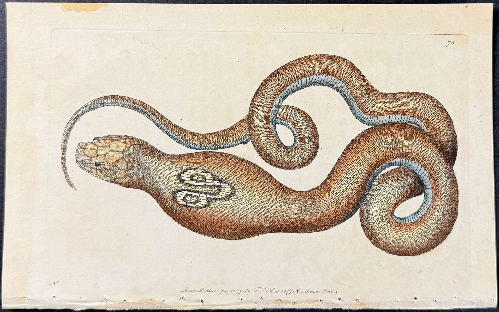 Shaw & Nodder - 3 Snake Engravings - 3