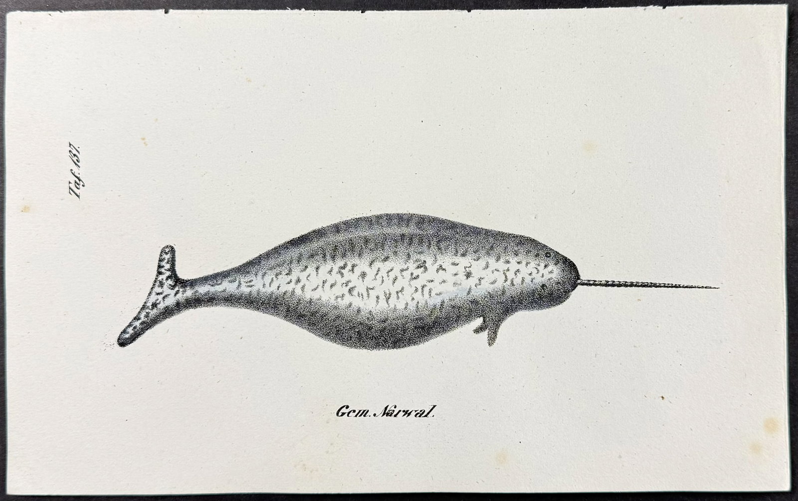 Reichenbach - Narwhal Whale. 137: This lovely natural history lithograph is Anton Benedict Reichenbach's Die Naturgeschichte in getreuen Abbildungen mit Detailer Beschreibung derselben. The work was published between 1831 and 1840