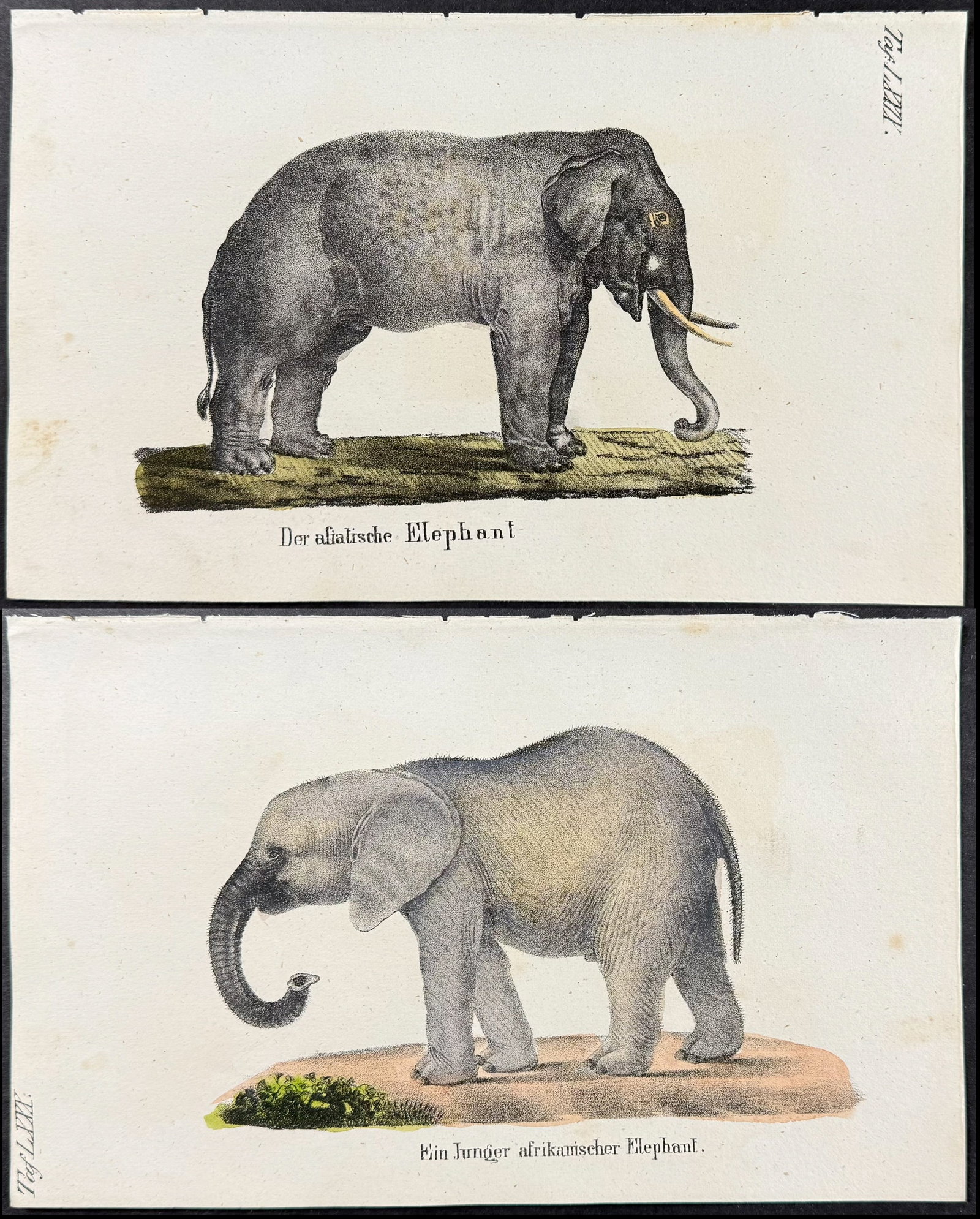 Reichenbach - Pair of Elephant Lithographs: This lovely natural history lithograph is Anton Benedict Reichenbach's Die Naturgeschichte in getreuen Abbildungen mit Detailer Beschreibung derselben. The work was published between 1831 and 1840