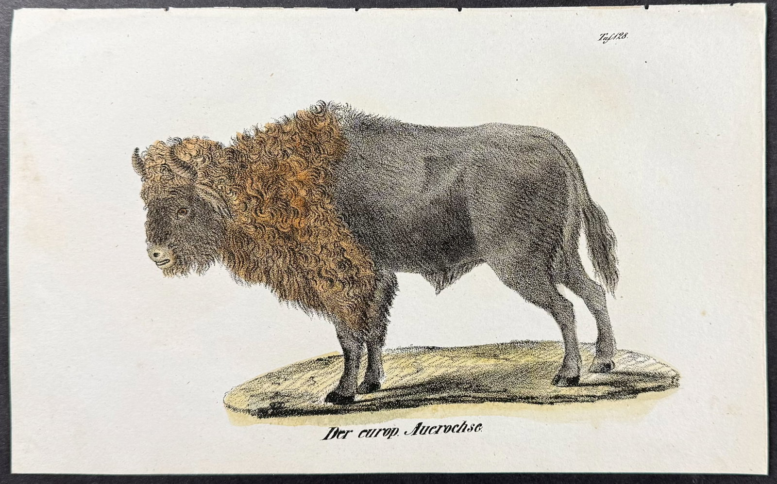 Reichenbach - Buffalo or Bison. 128: This lovely natural history lithograph is Anton Benedict Reichenbach's Die Naturgeschichte in getreuen Abbildungen mit Detailer Beschreibung derselben. The work was published between 1831 and 1840 in