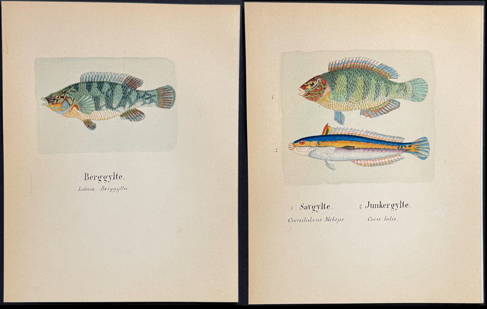 Pair of Original Watercolors of Wrasse (Fish): Included in this lot: Fish: Ballan Wrasse [Labeus berggylta] Fish: Wrasse [Crenilabrus melops, Coris julis] Description of the work: This lovely original watercolor was done in Denmark between