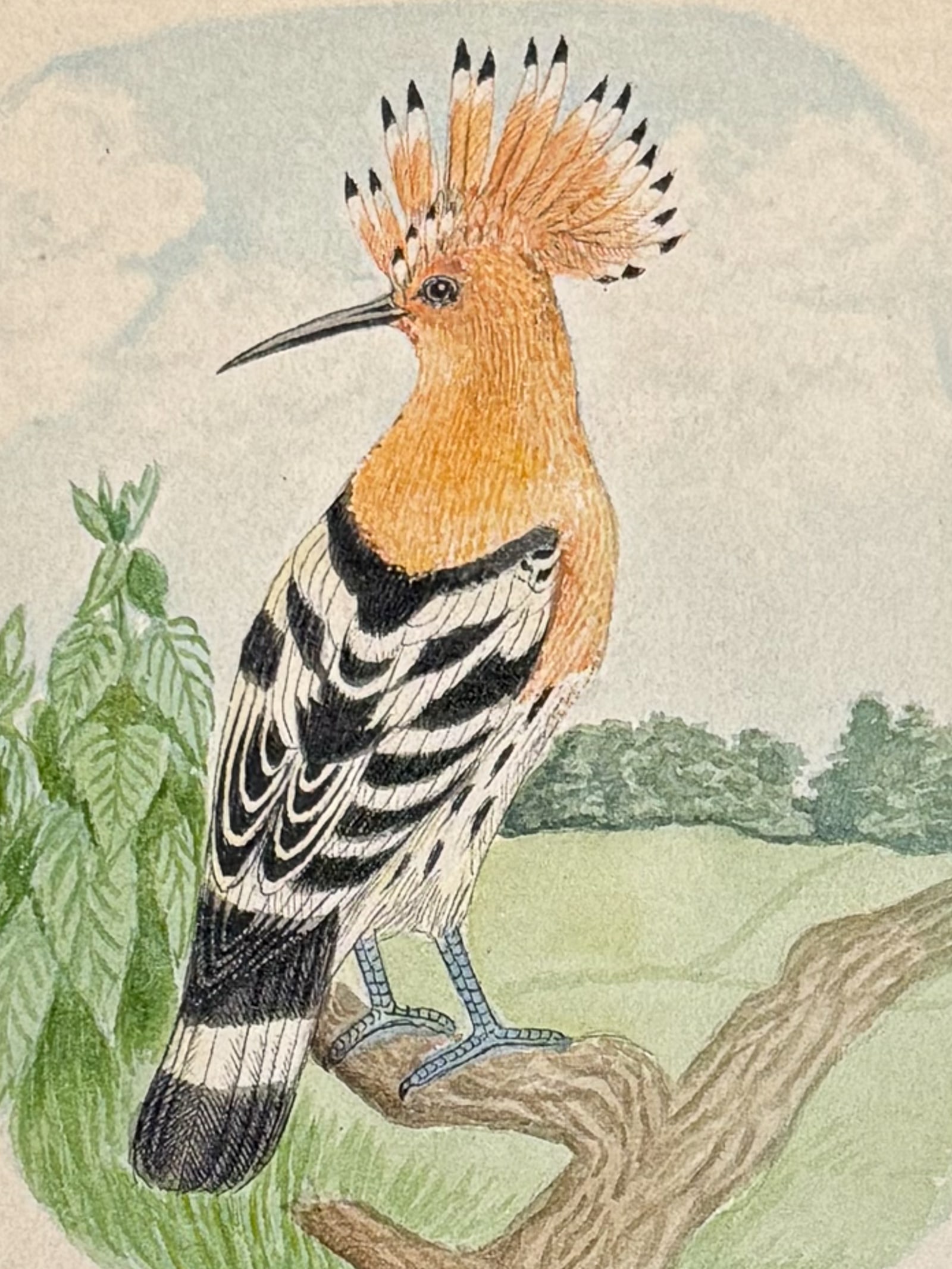 Original Watercolor of Hoopoe [Upupa epops]: This lovely original watercolor was done in Denmark between 1890 and 1893. The manuscript was authored and illustrated by by J. P. Nyborg. The watercolors were originally bound with hand-written