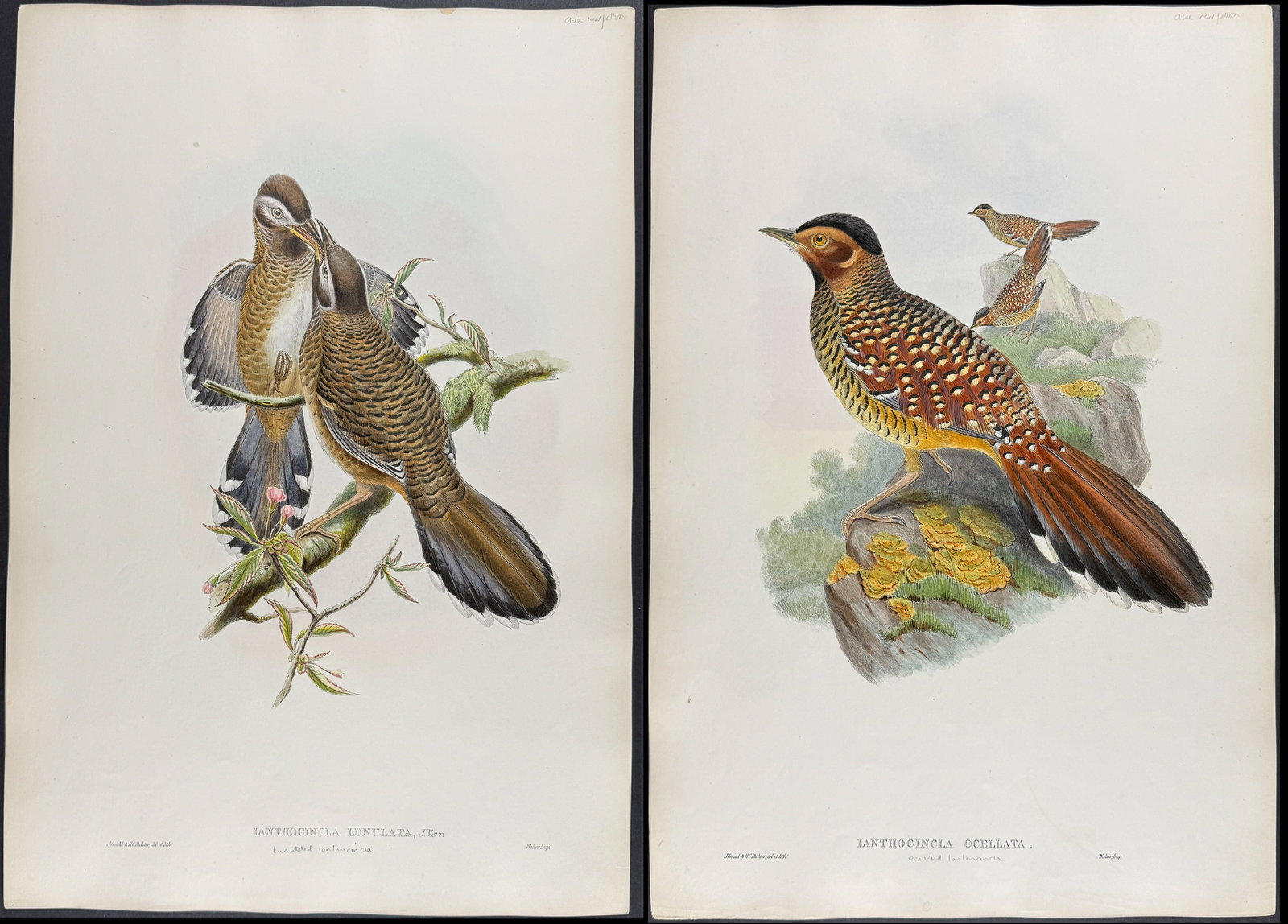 Gould, Asia - Pair of Laughingthrush Lithographs (1 of 3)