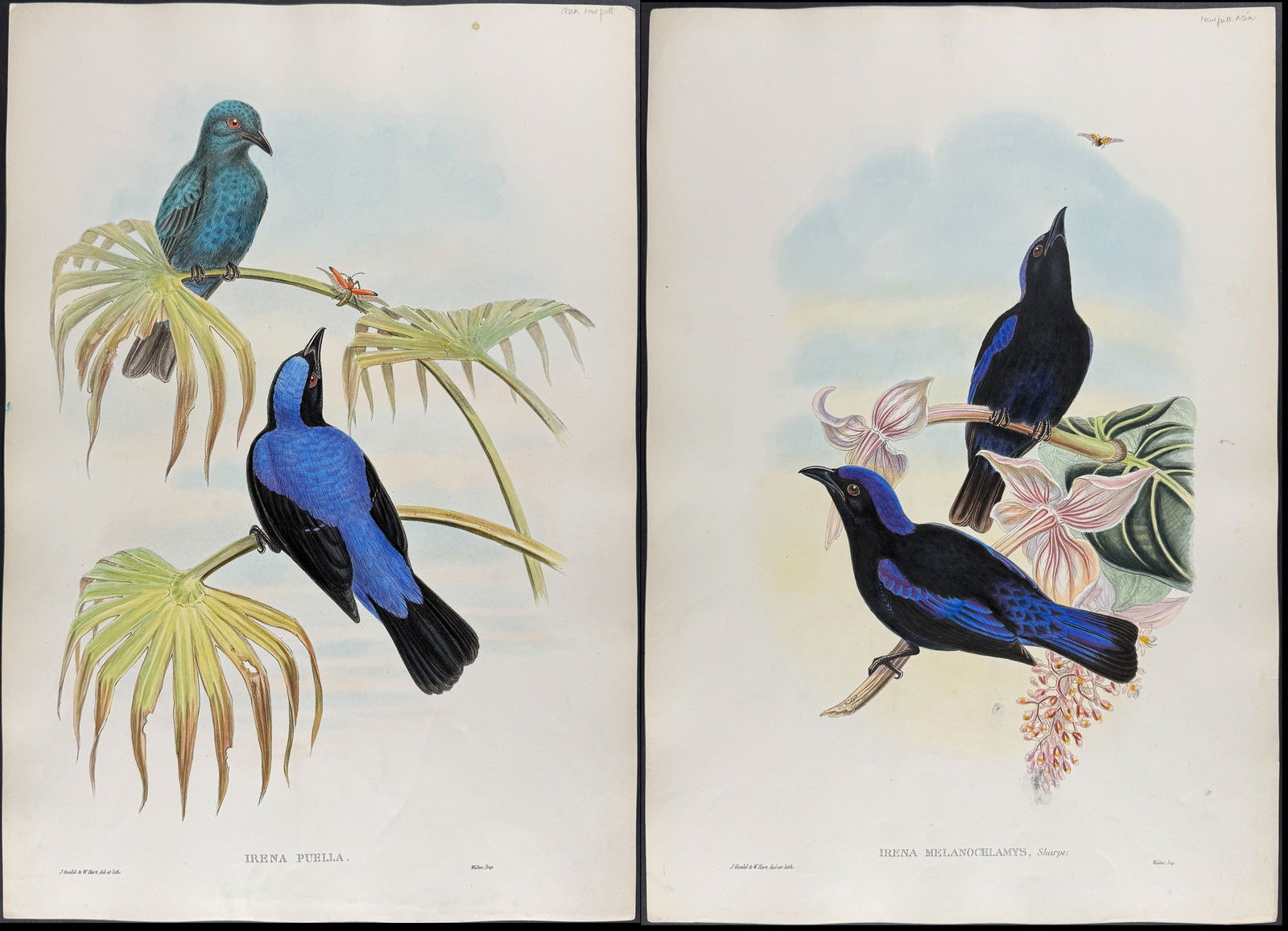 Gould, Asia - Pair of Fairy Bluebird Lithographs (1 of 3)