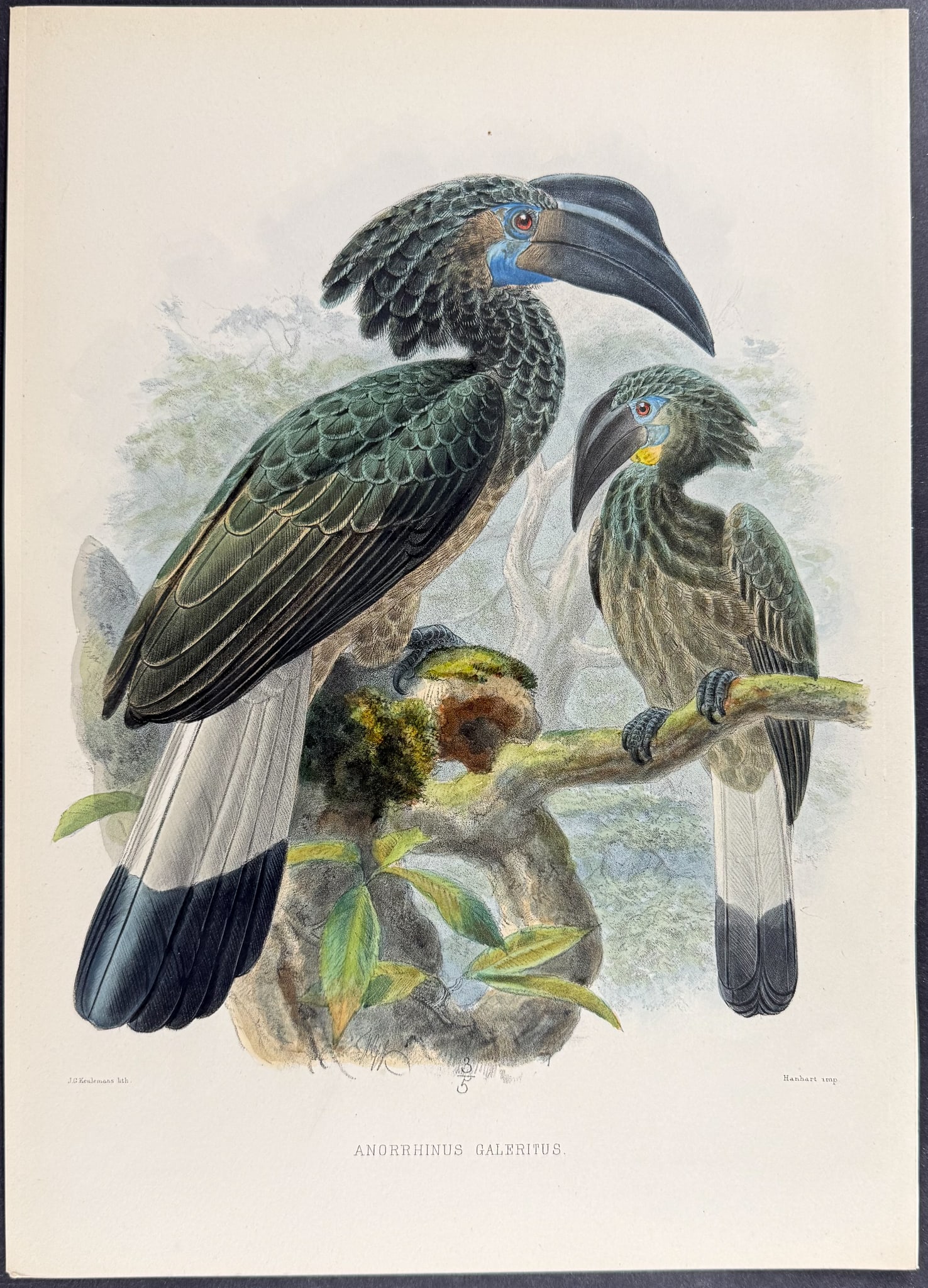 Elliot & Keulemans - Bushy-crested Hornbill: This beautiful hornbill lithograph is from Daniel Giraud Elliot's A Monograph of the Bucerotidae, or Family of the Hornbills. The work was published in New York by Taylor & Francis of London between
