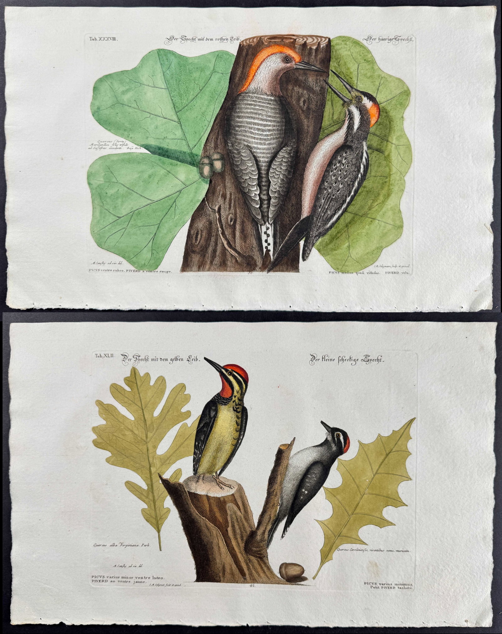 Seligmann after Edwards - Pair of Woodpecker Engravings: Johann Seligmann created this wonderful folio work featuring the art of both George Edwards and Mark Catesby. Entitled Verzameling van Utlandsche en Zeldzaame Vogelen... or Sammlung verschiedener