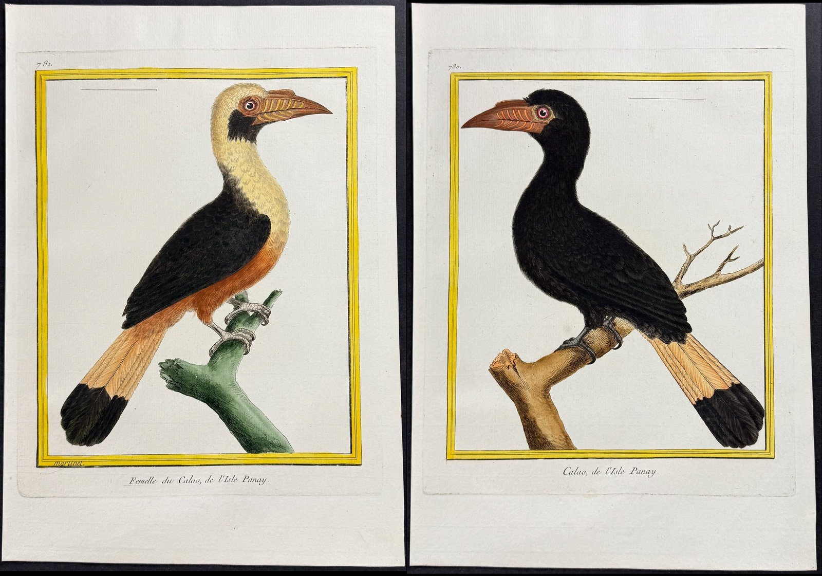 Martinet & Buffon - Pair of Hornbill Engravings (1 of 3)