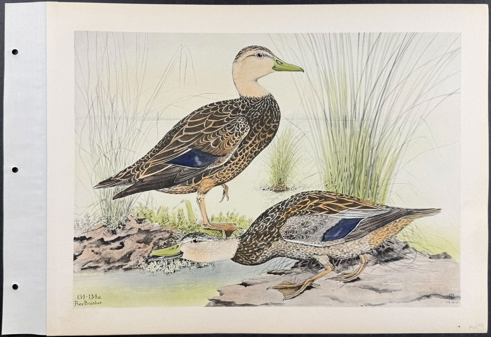 Brasher - 4 Duck Prints - 2