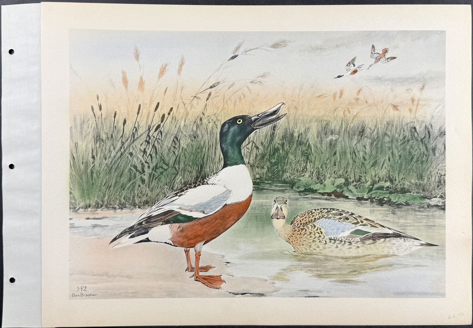 Brasher - 4 Duck Prints - 4