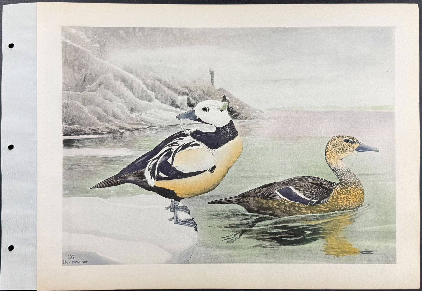 Brasher - 4 Duck Prints - 5