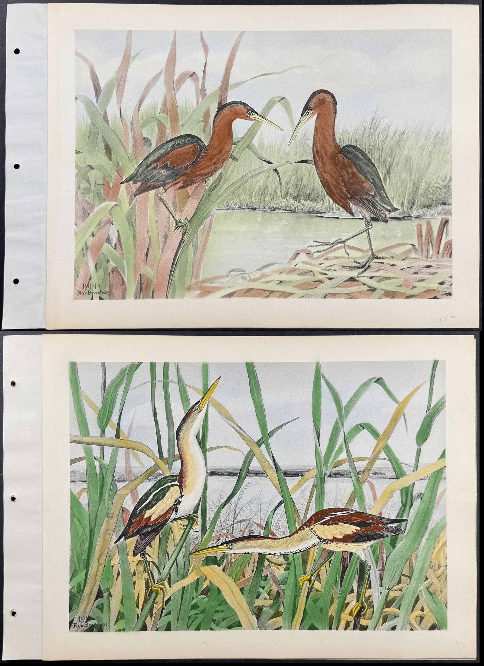 Brasher - Pair of Bittern Prints: Included in this lot: Cory Least Bittern. 191-1 Least Bittern. 191 Description of the work: This wonderful, hand-colored folio collotype is from Rex Brasher's Birds and Trees of North America. 