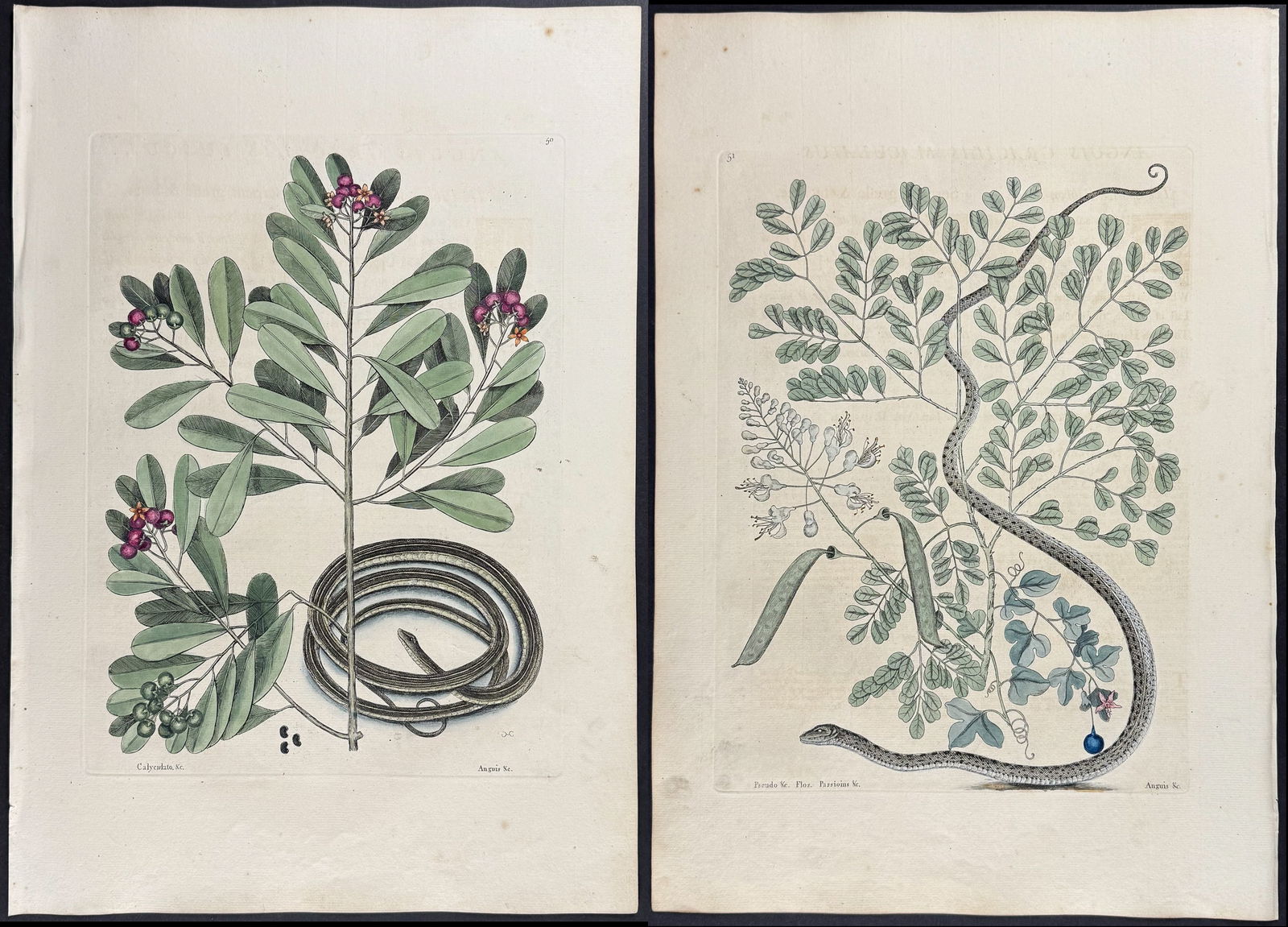 Catesby, First Ed - Pair of Ribbon Snake Engravings (1 of 3)