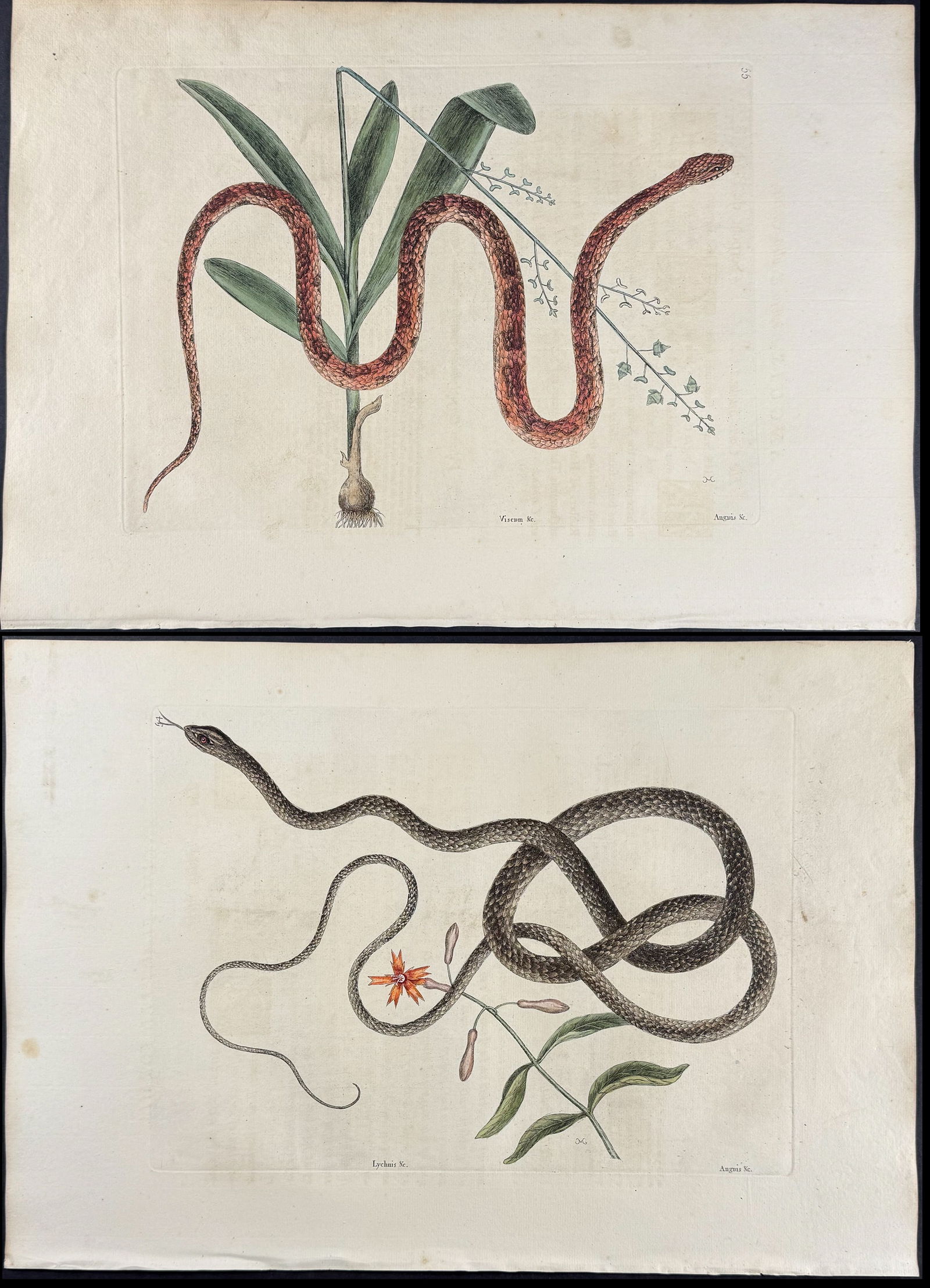 Catesby, First Ed - Pair of Snake Engravings: Included in this lot: Corn Snake with Bahaman Orchid. 2-55 Coach-Whip Snake with Indian. 2-54 Description of the work: We are pleased to offer this folio engraving from Mark Catesby?s The Natural