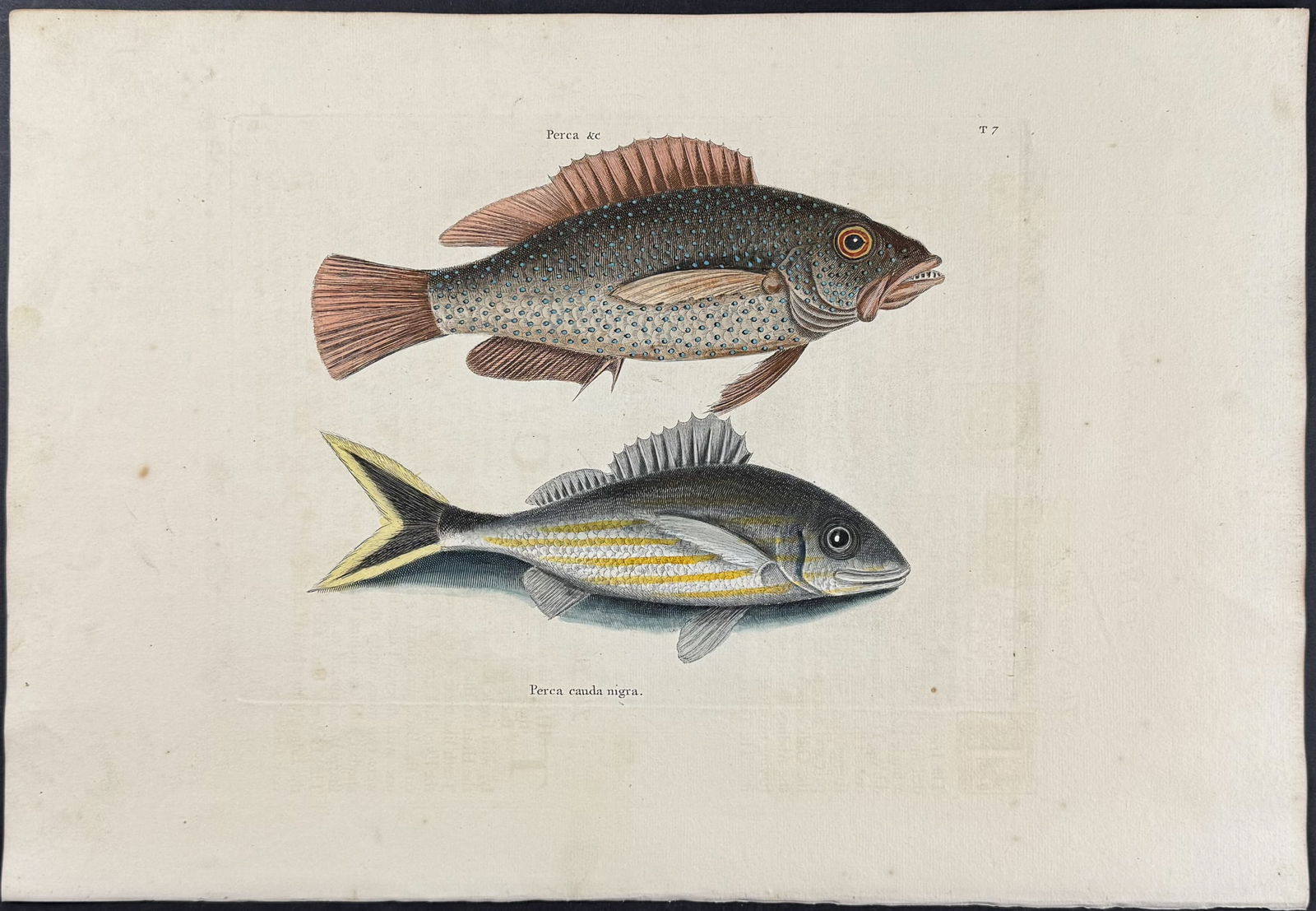 Catesby, First Ed - Negro Fish & Black Tail. 2-7 (1 of 1)