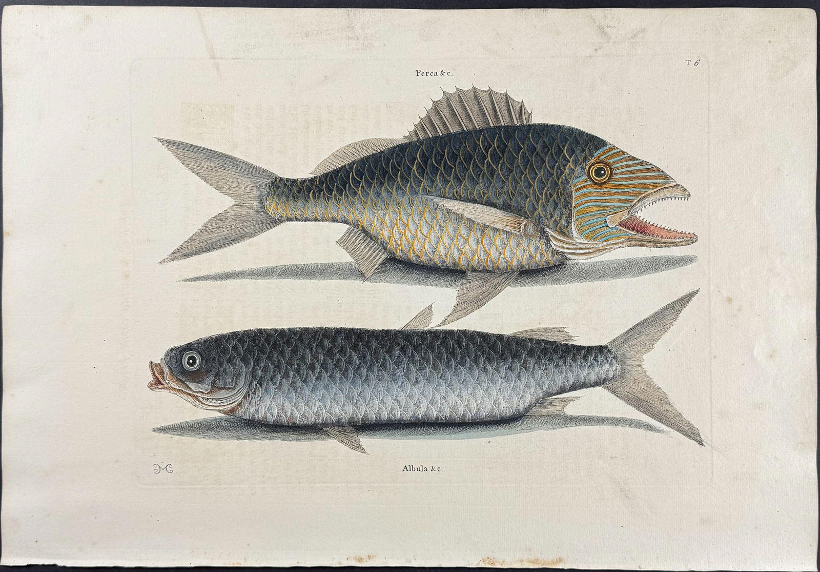 Catesby, First Ed - Grunt & Mullet. 2-6 (1 of 1)