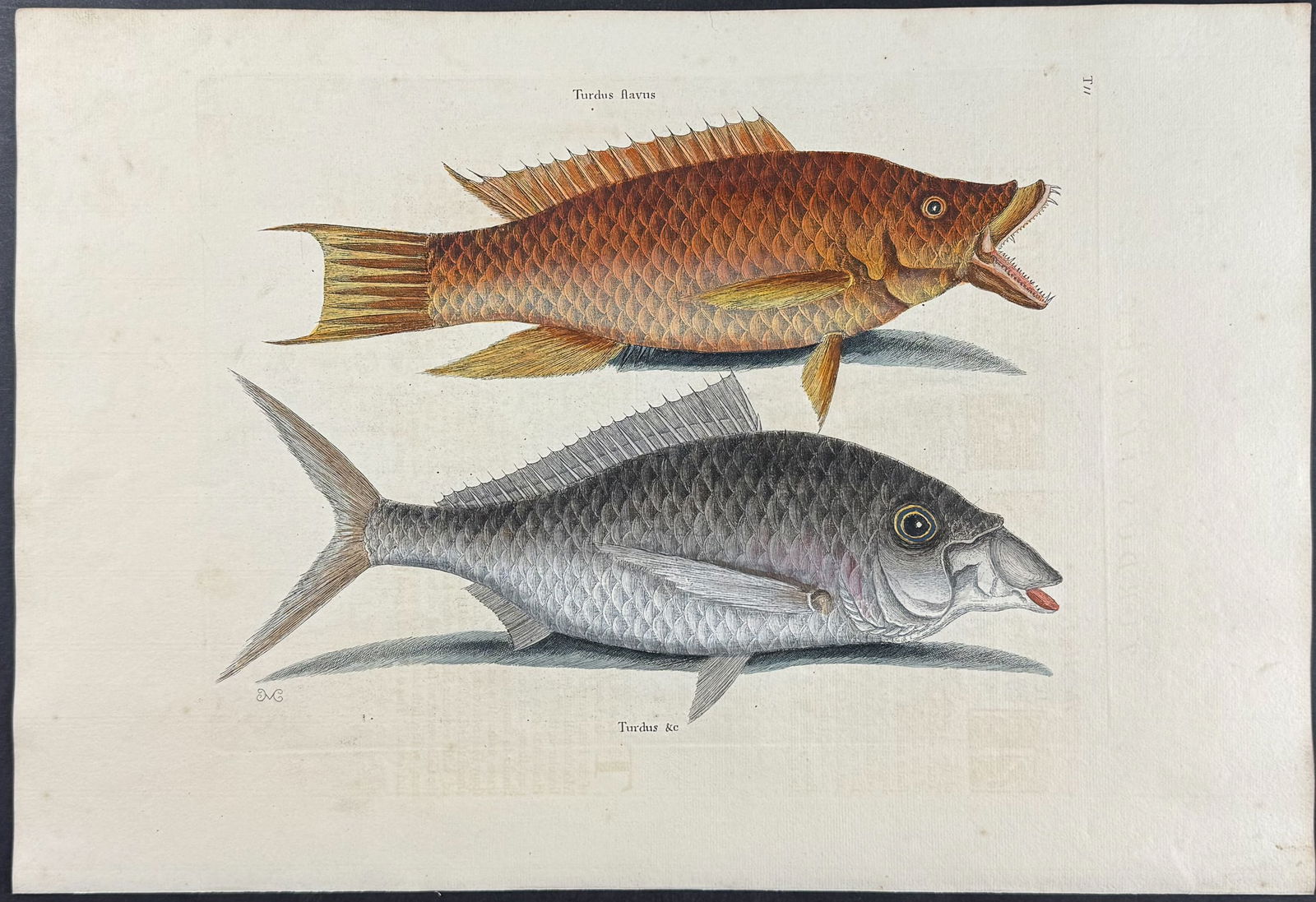 Catesby, First Ed - Hog Fish & Shad. 2-11 (1 of 1)