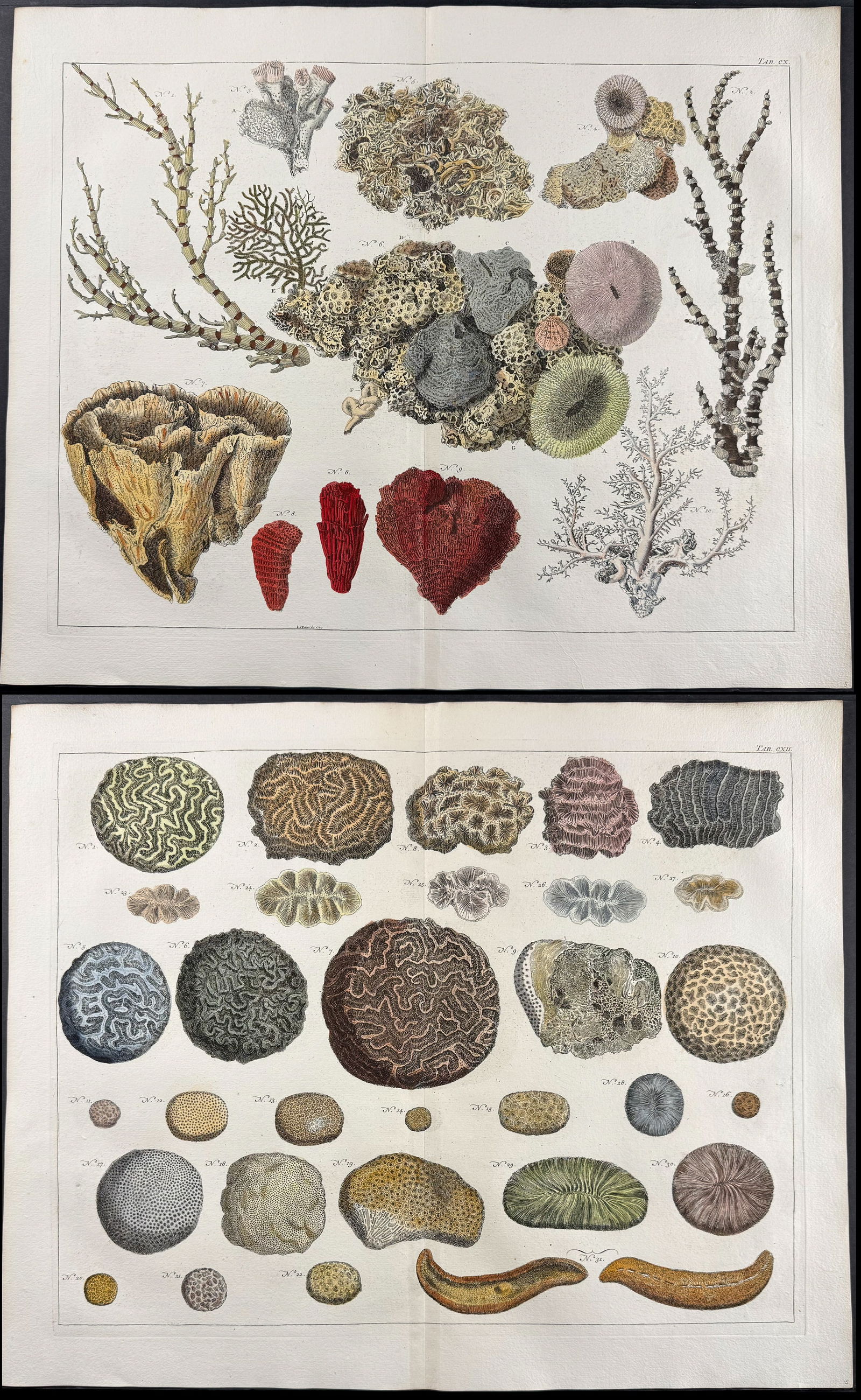 Seba - Pair of Coral, Madrepore, Sealife Engravings: This artistically composed, scientific folio engraving is from Albertus Seba?s Locupletissimi rerum naturalium thesauri accurata descriptio, et iconibus artificiosissimis expressio, per universam phys