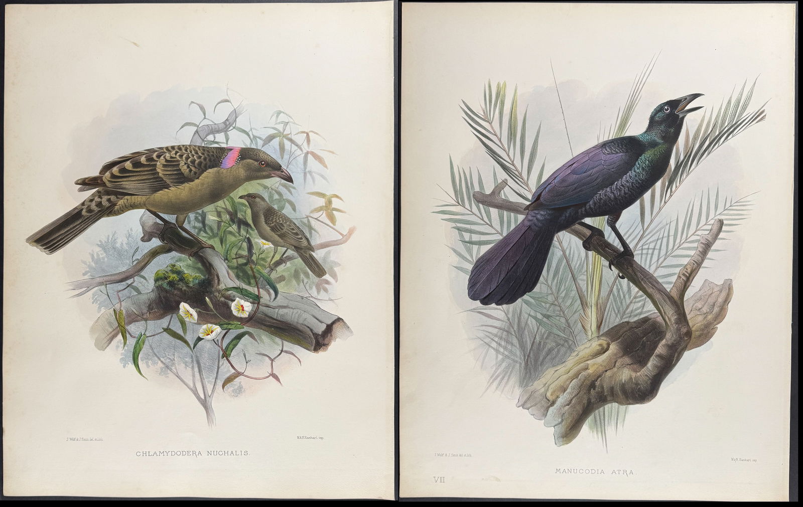 Elliot - Pair of Bird Lithographs (Bower-Bird & Manucode) (1 of 3)